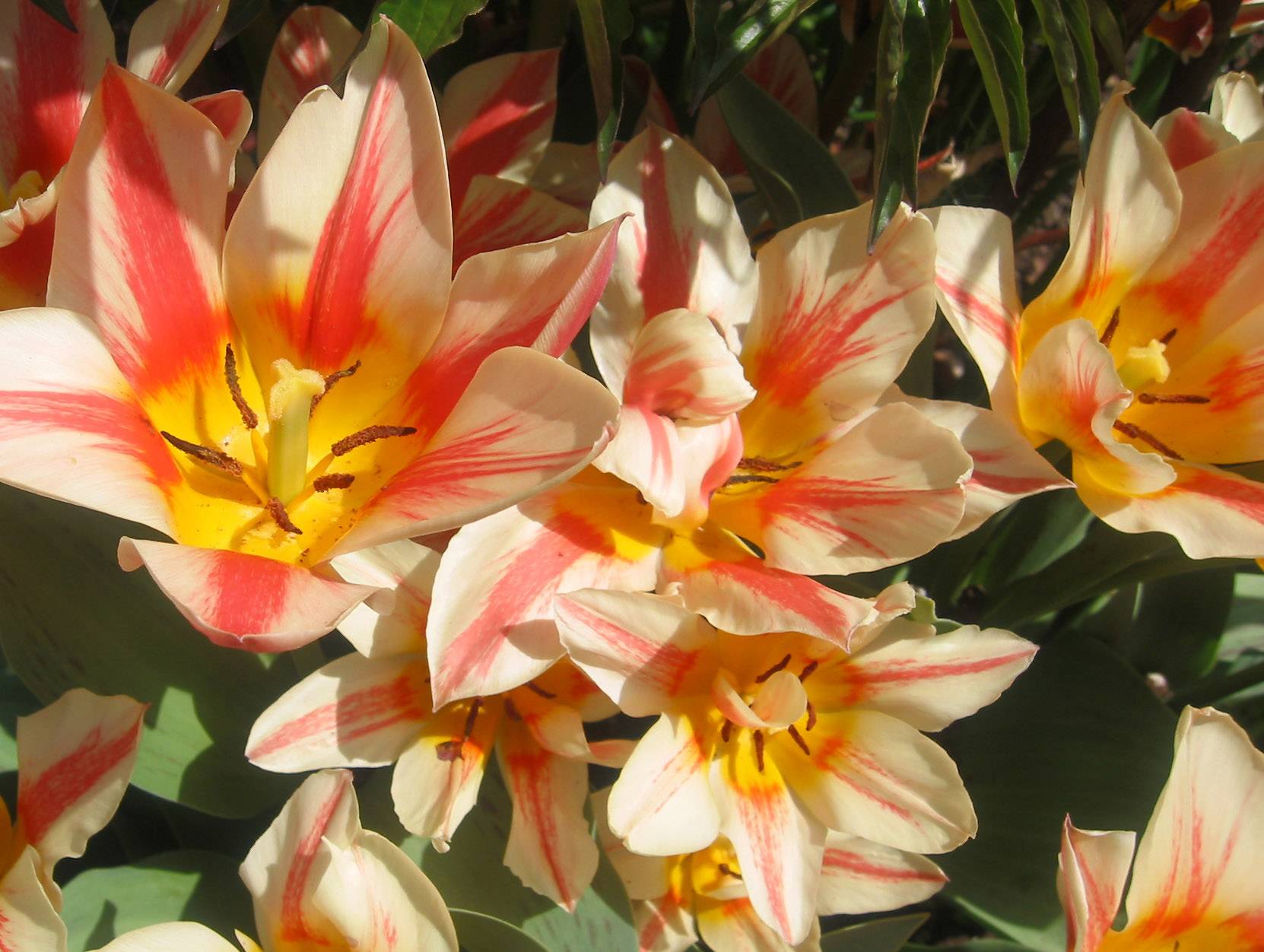 Tulips
