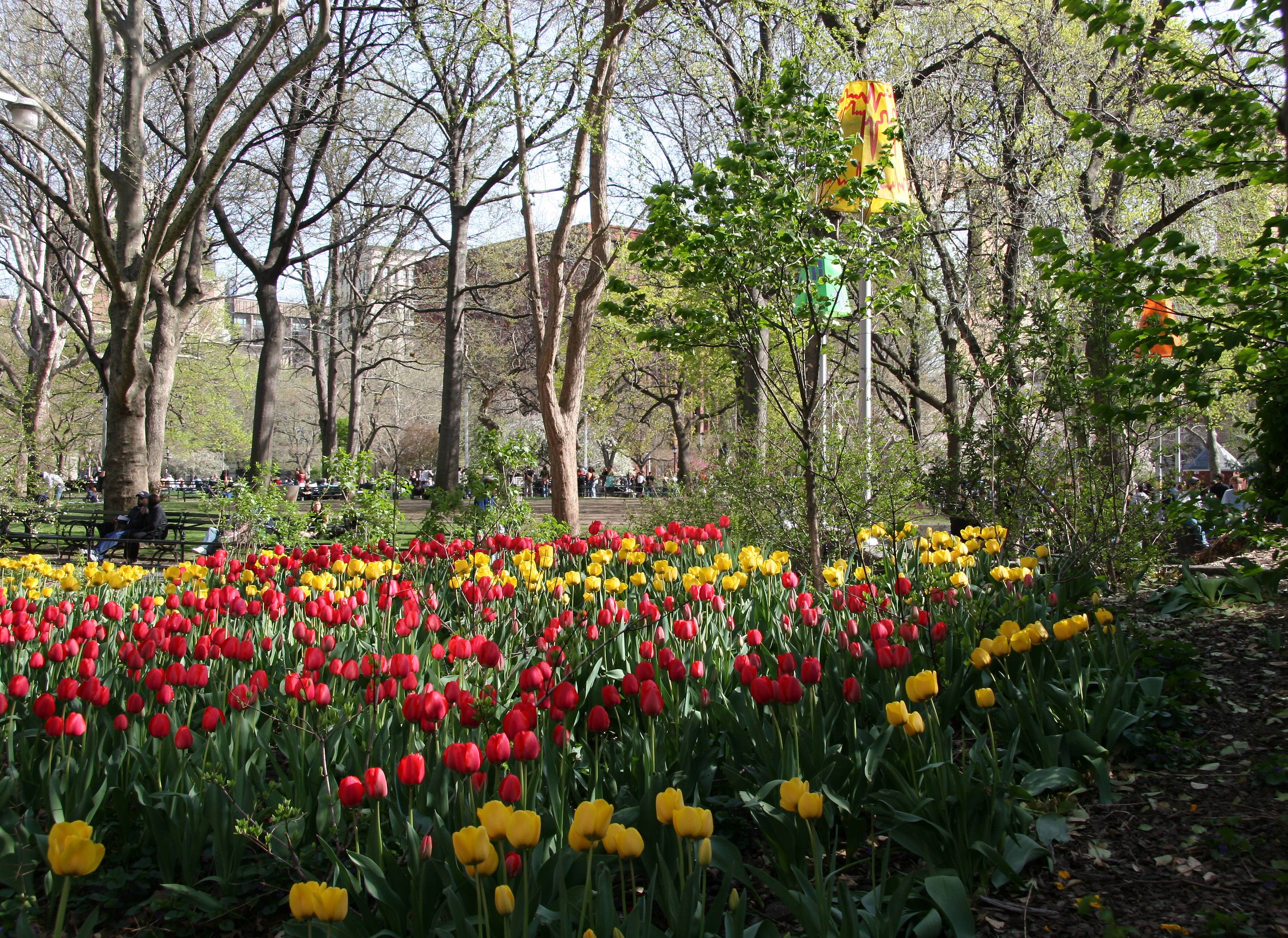 Tulips & NYU Library