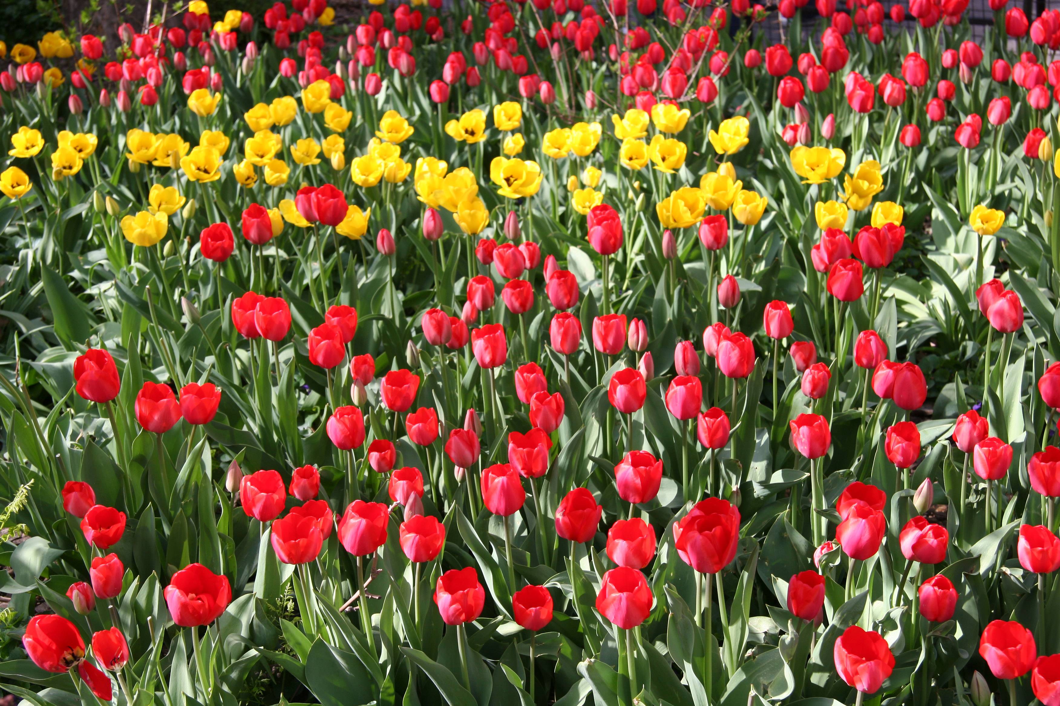 Tulips