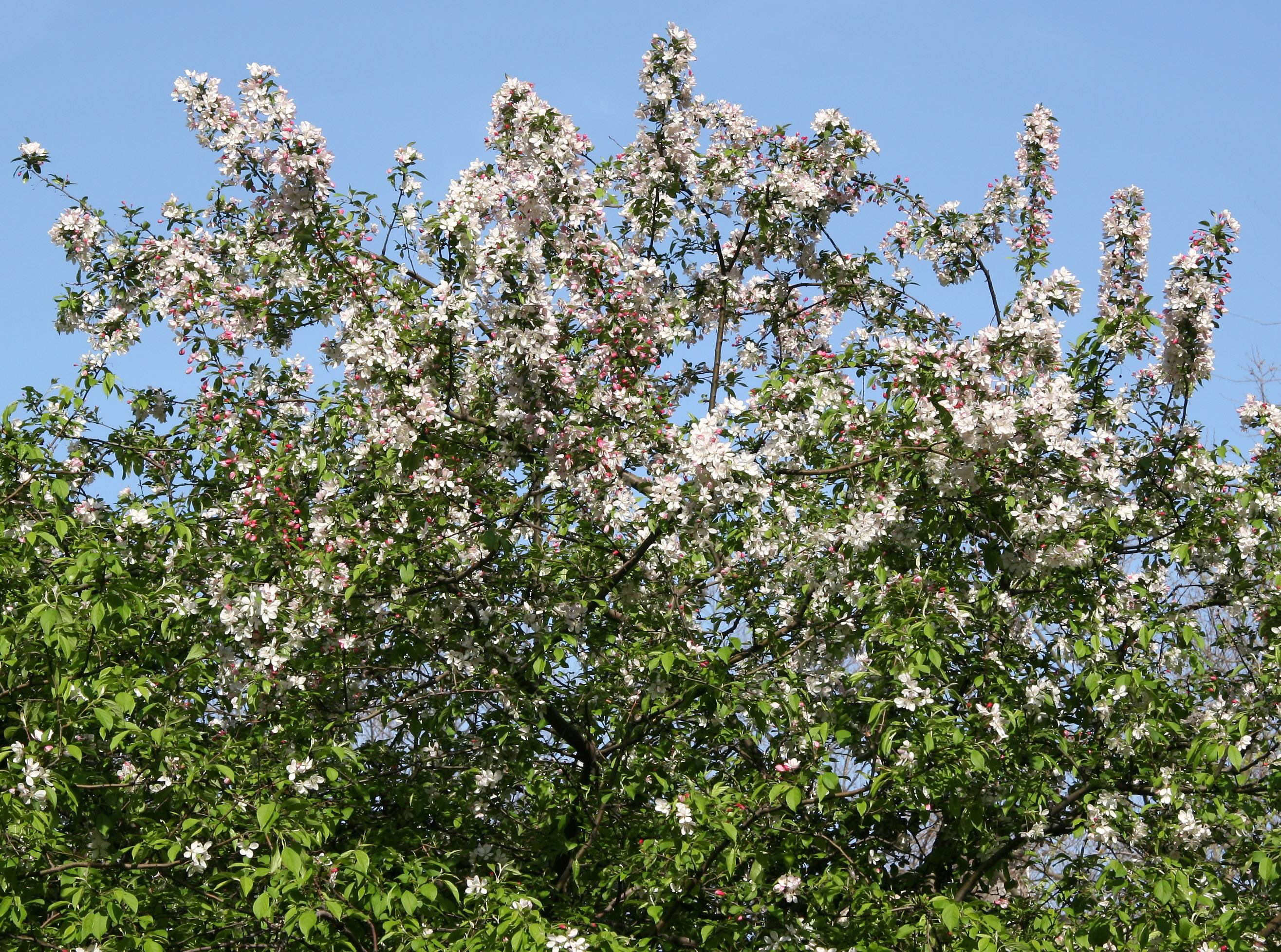 Crab Apple Tree Blossoms