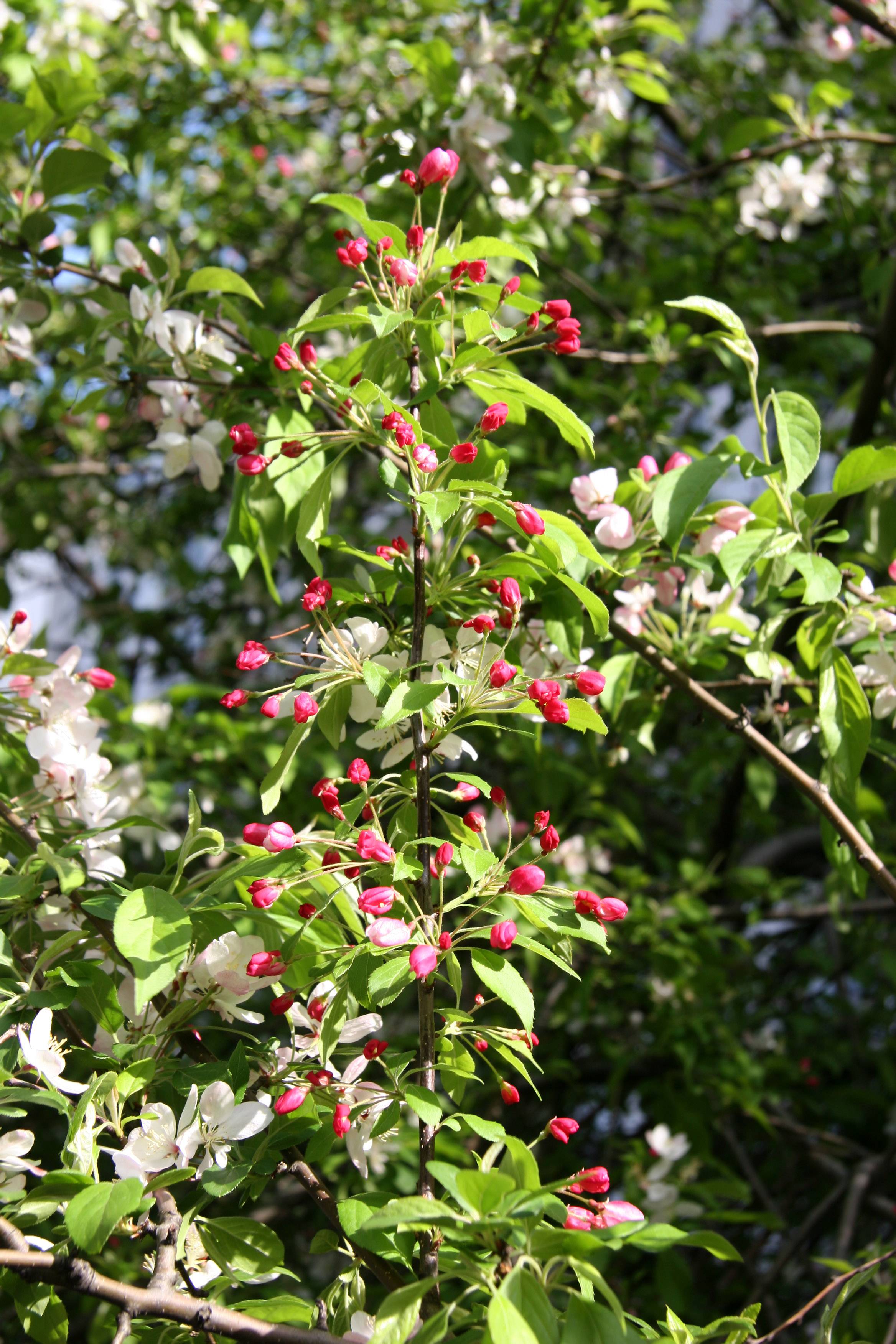 Crab Apple Tree Blossoms