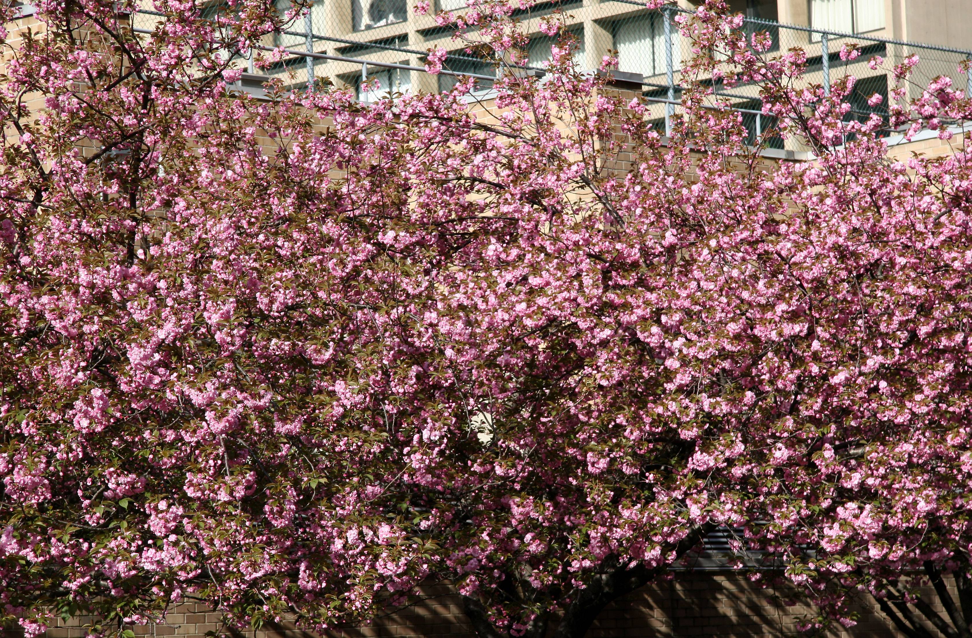 Cherry Tree Blossoms