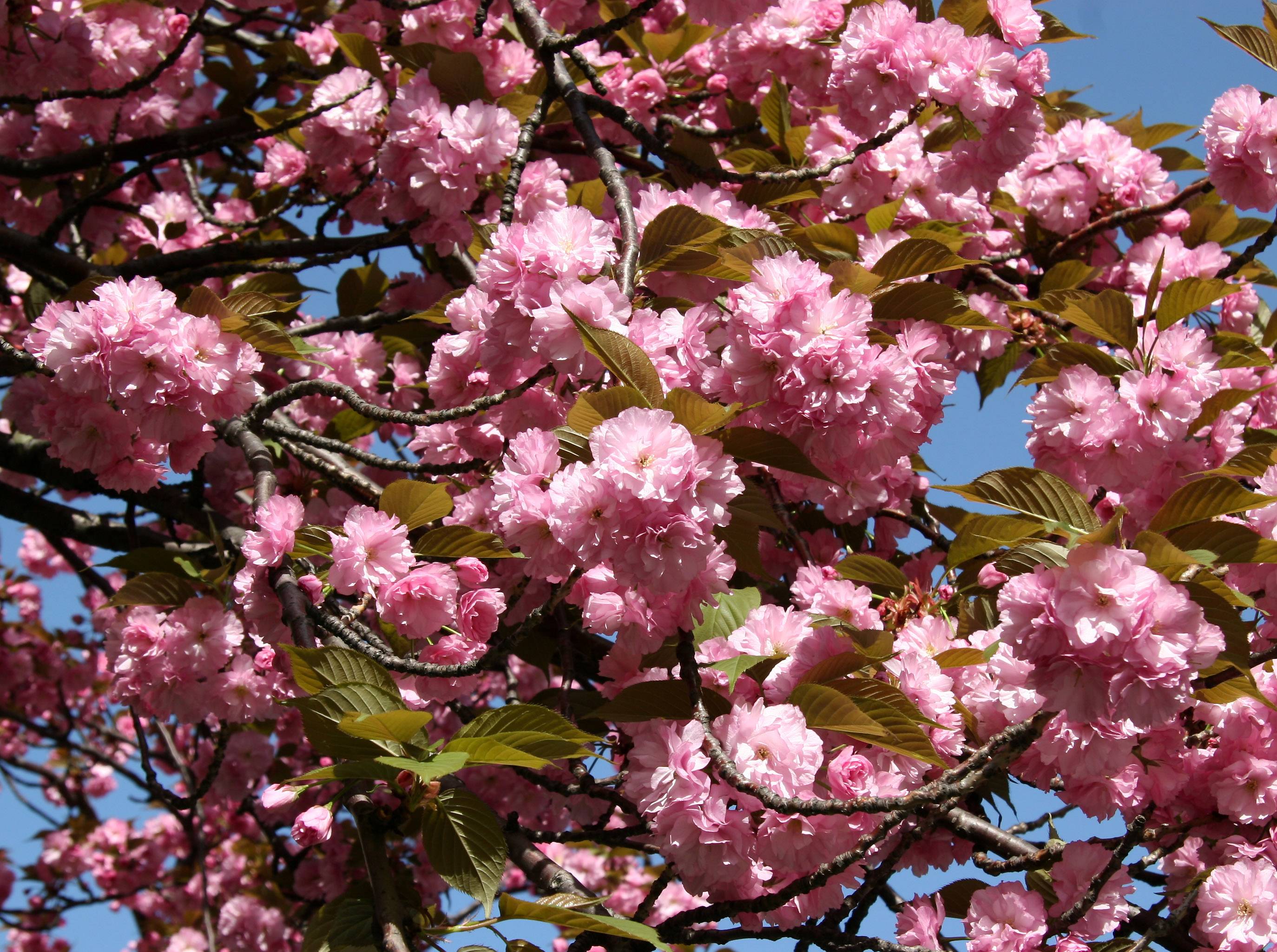 Cherry Tree Blossoms