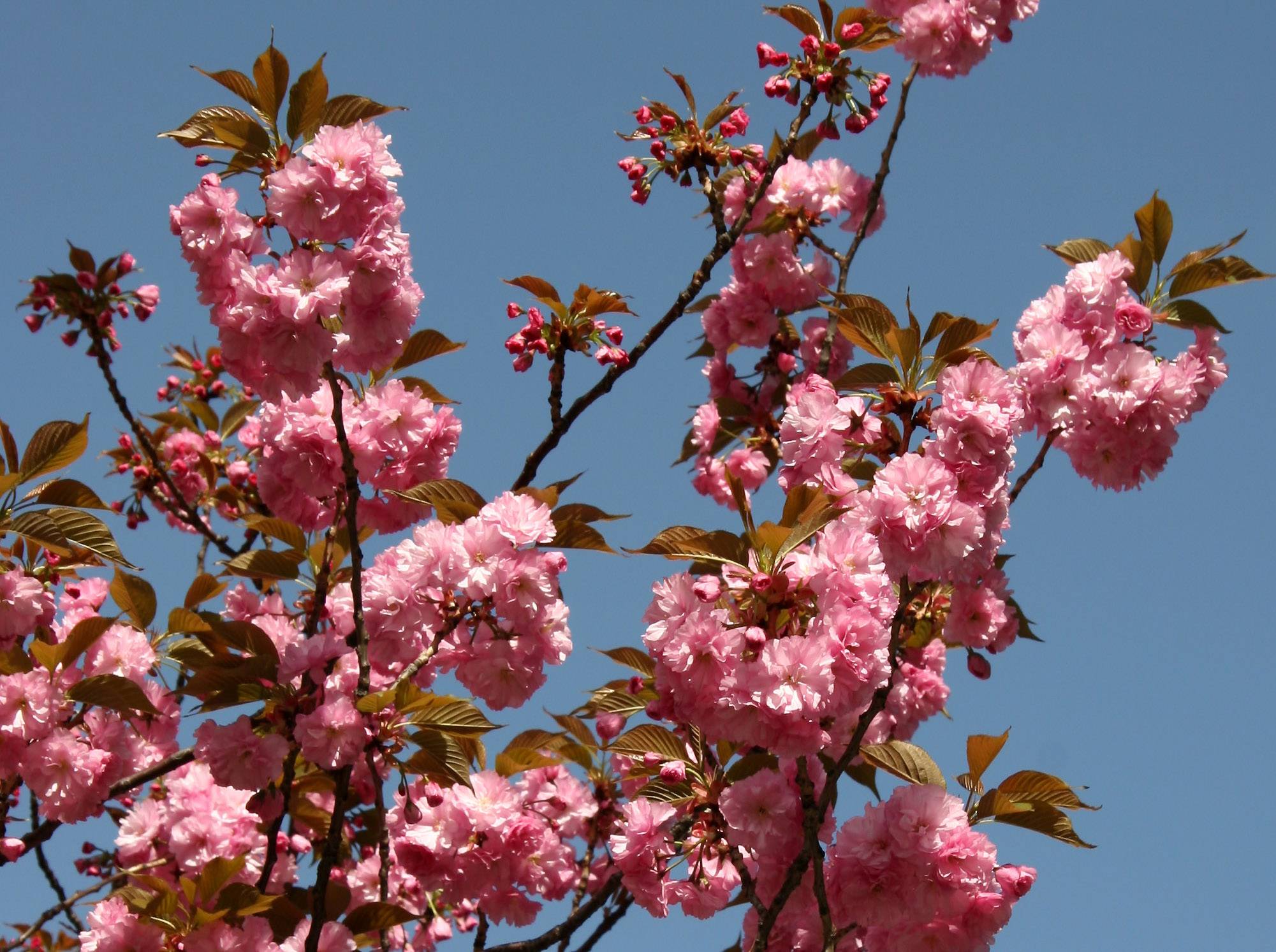 Cherry Tree Blossoms
