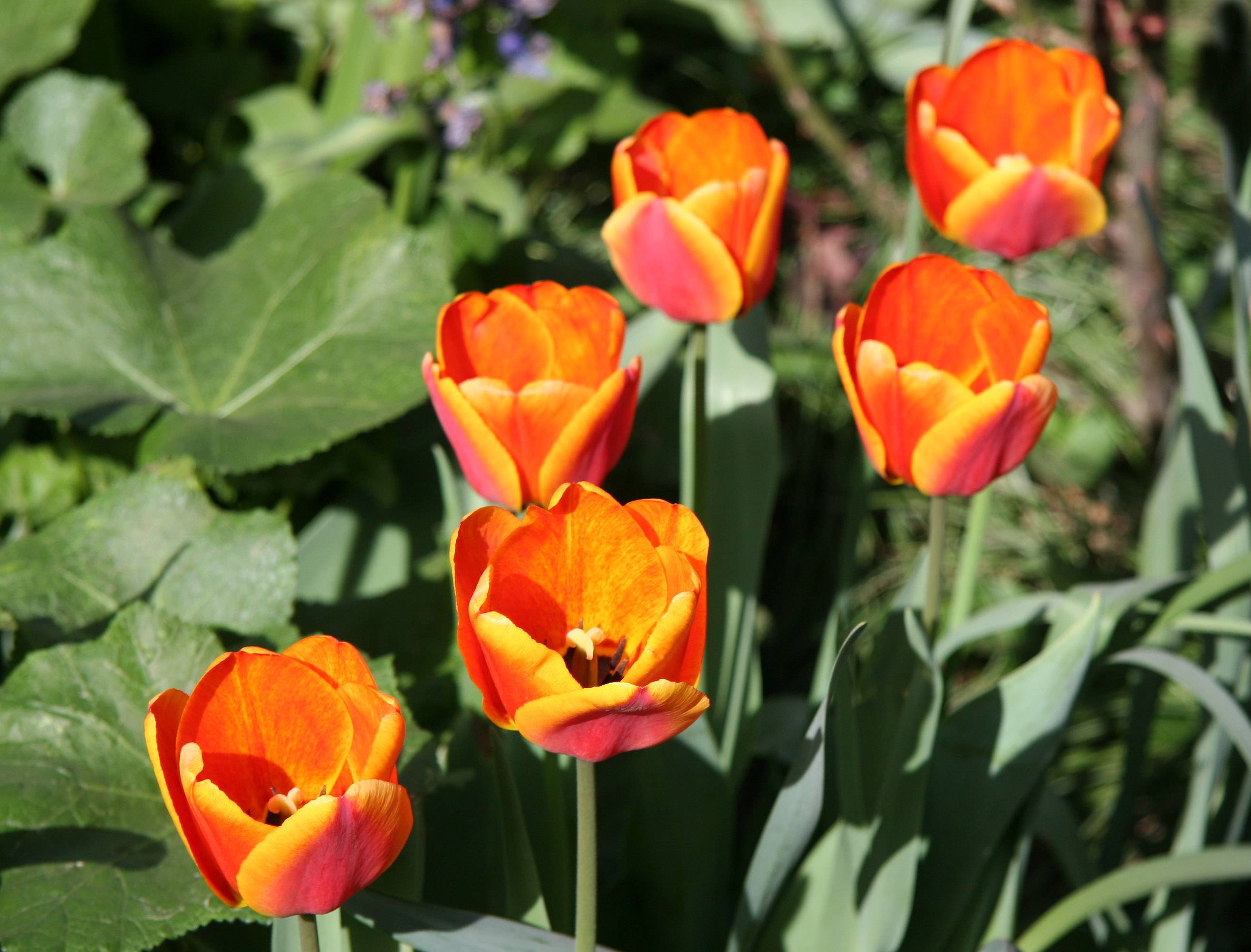 Tulips