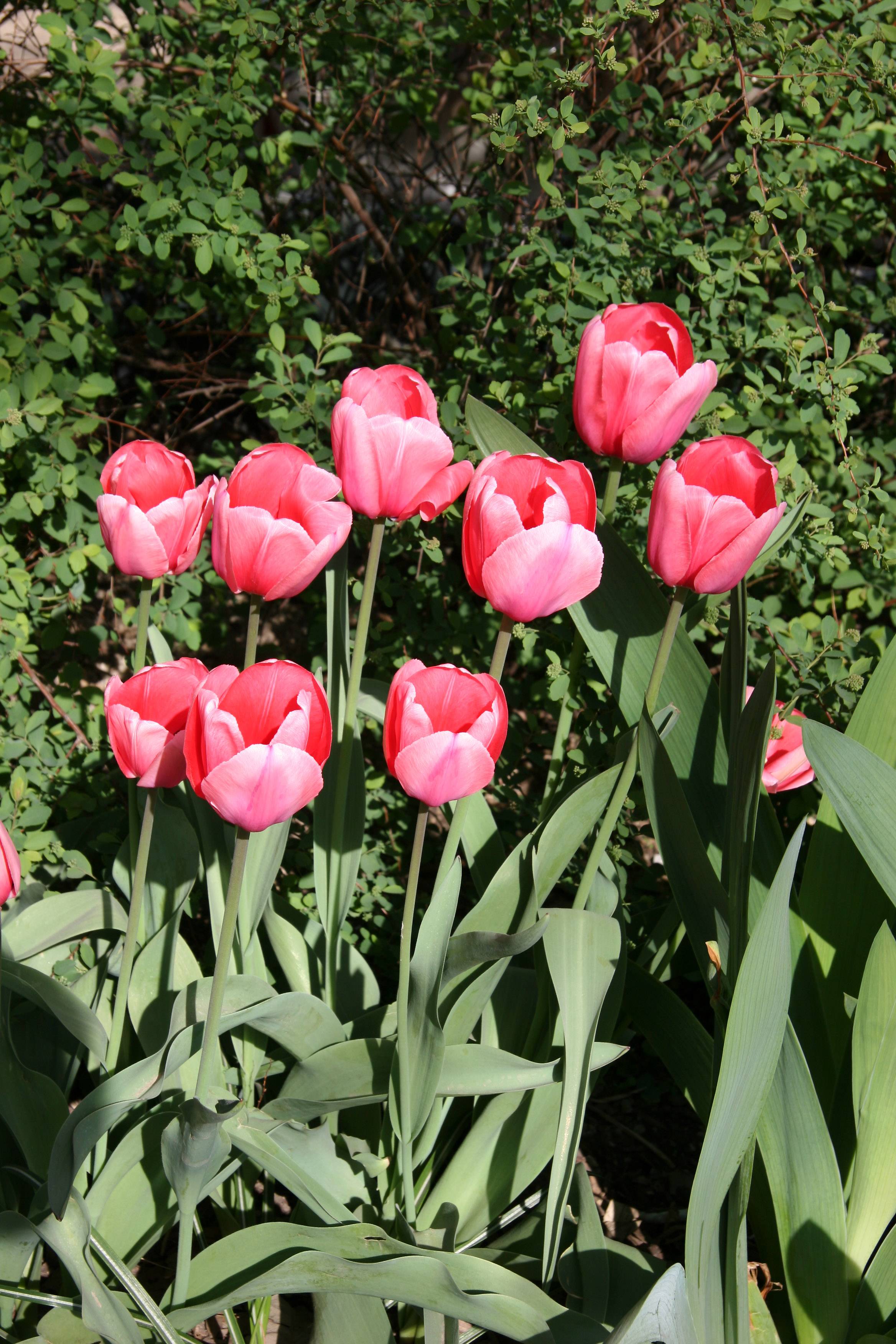 Tulips
