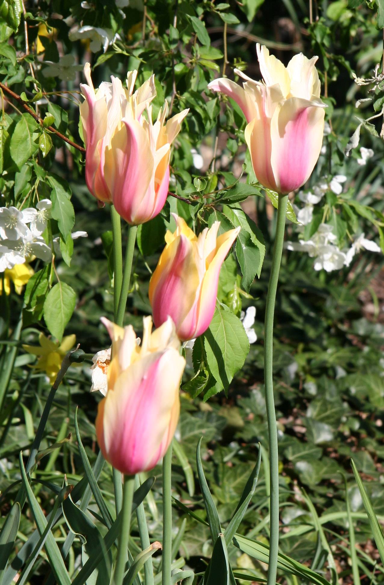 Tulips