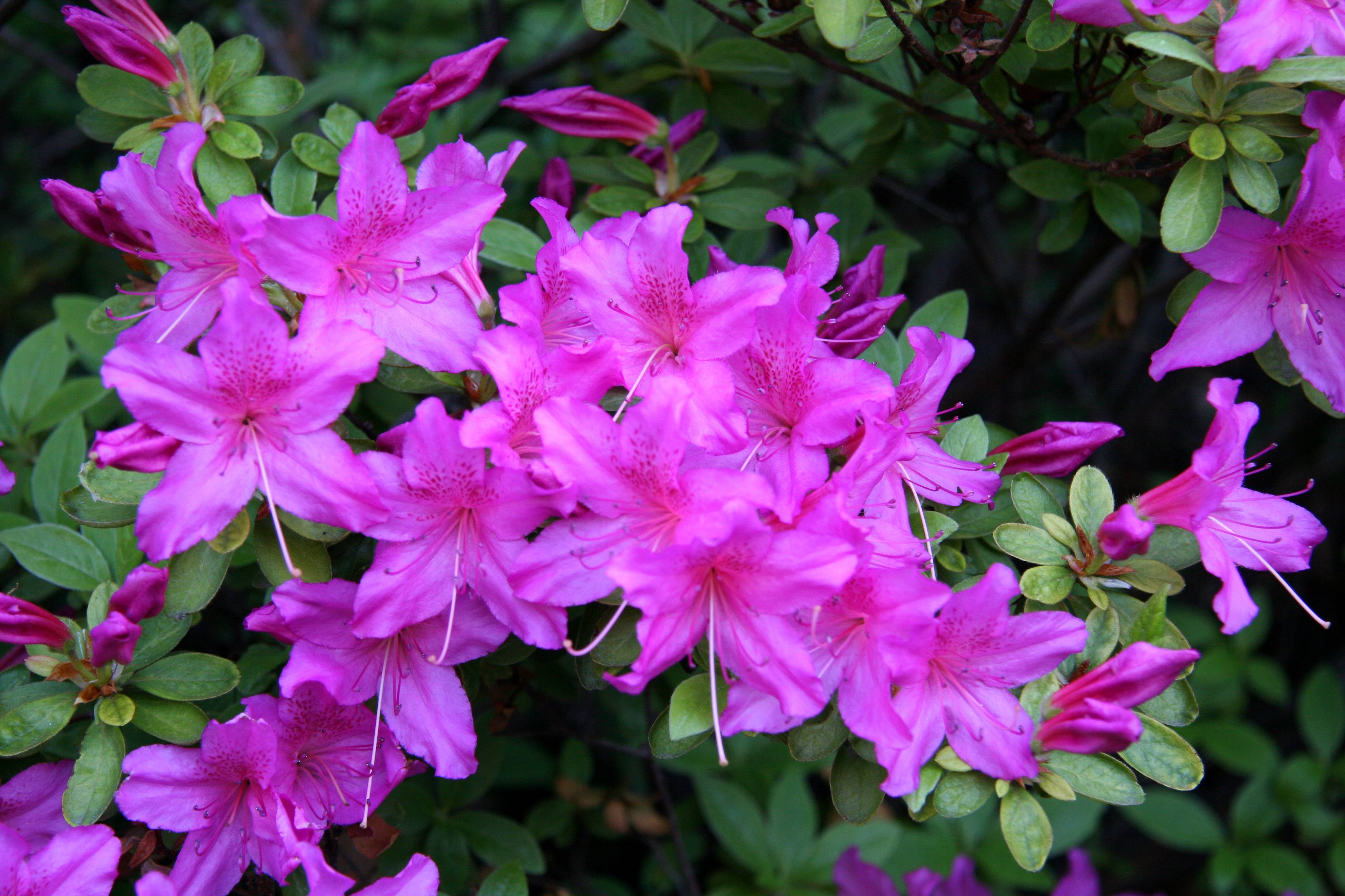 Azalea Blossoms