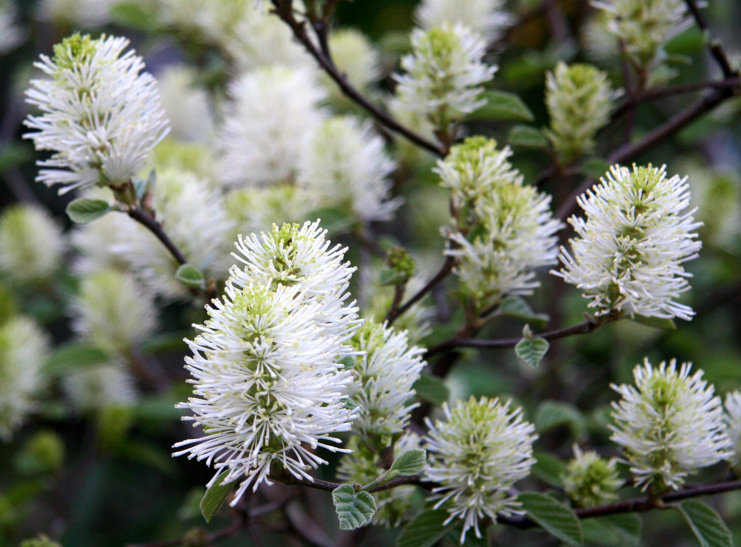 Fothergilla Blossoms