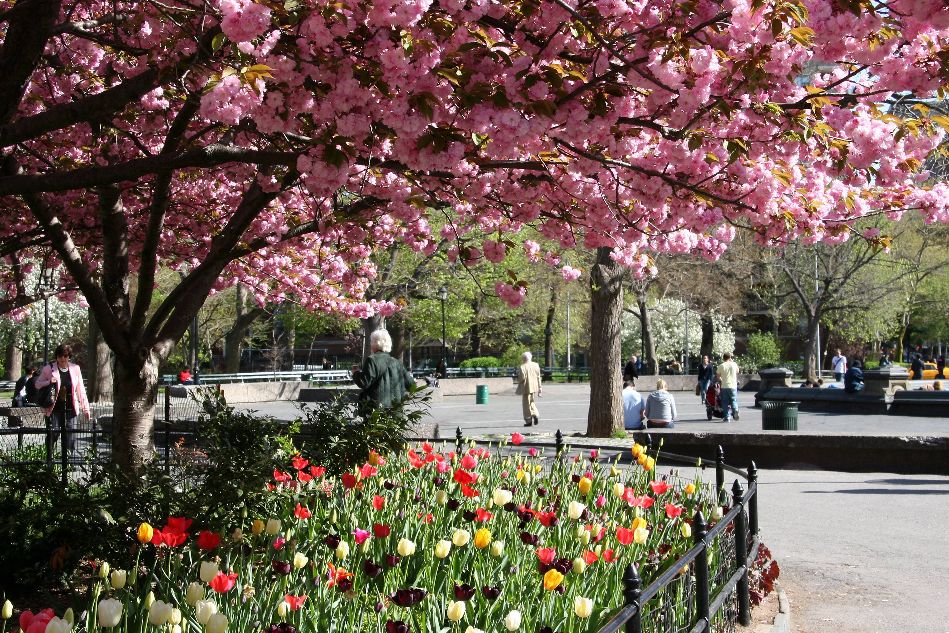 Cherry Blossoms & Tulips