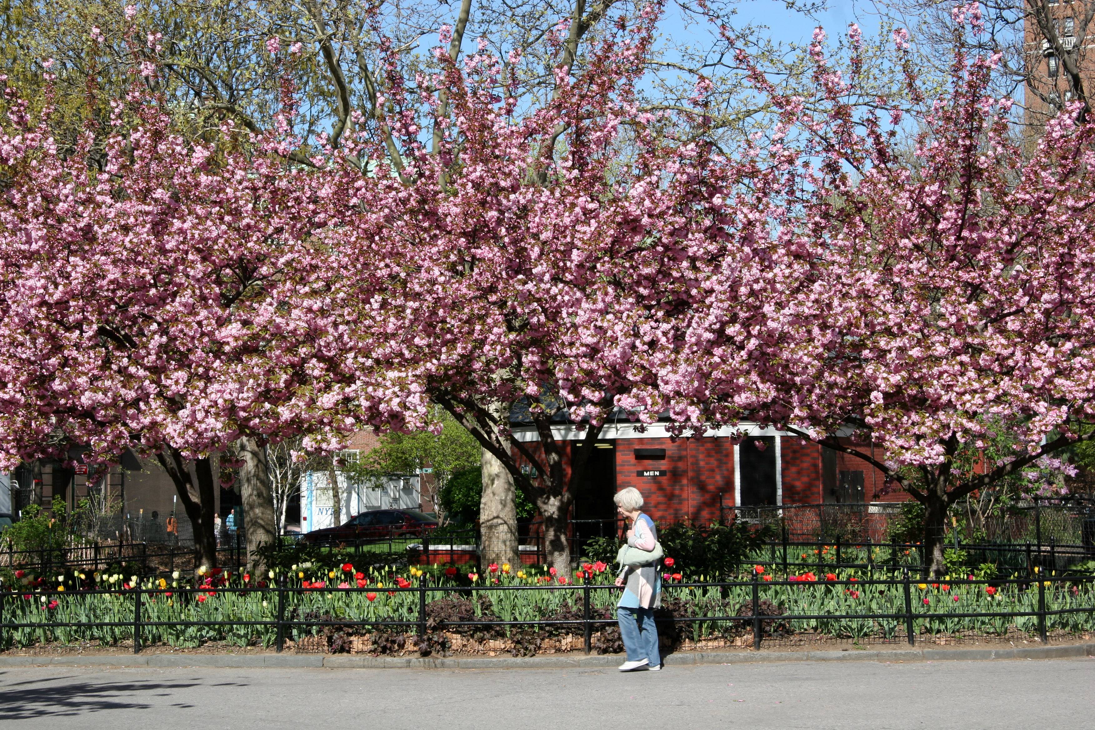 Cherry Blossoms