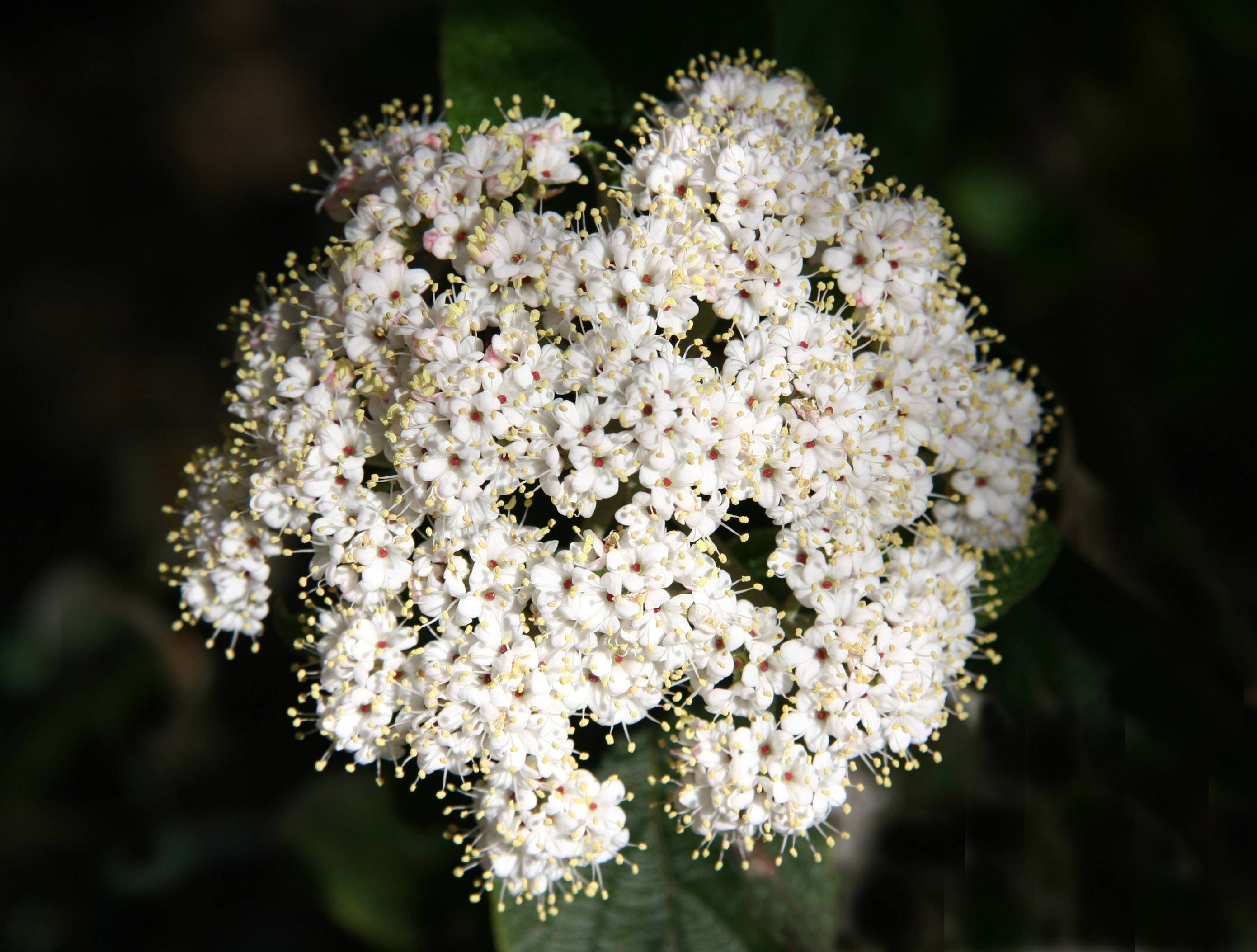 Viburnum Blossom
