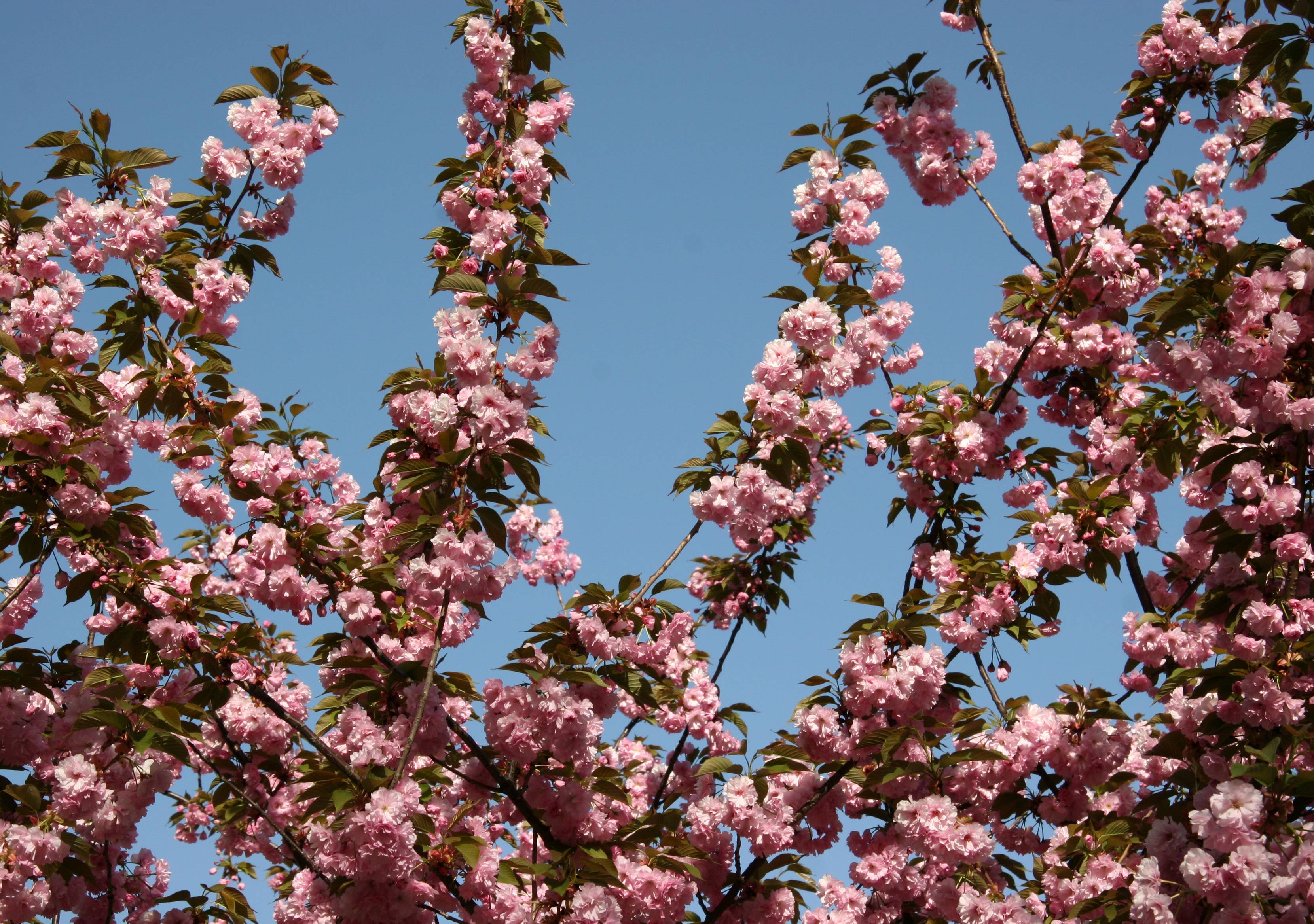 Cherry Tree Blossoms