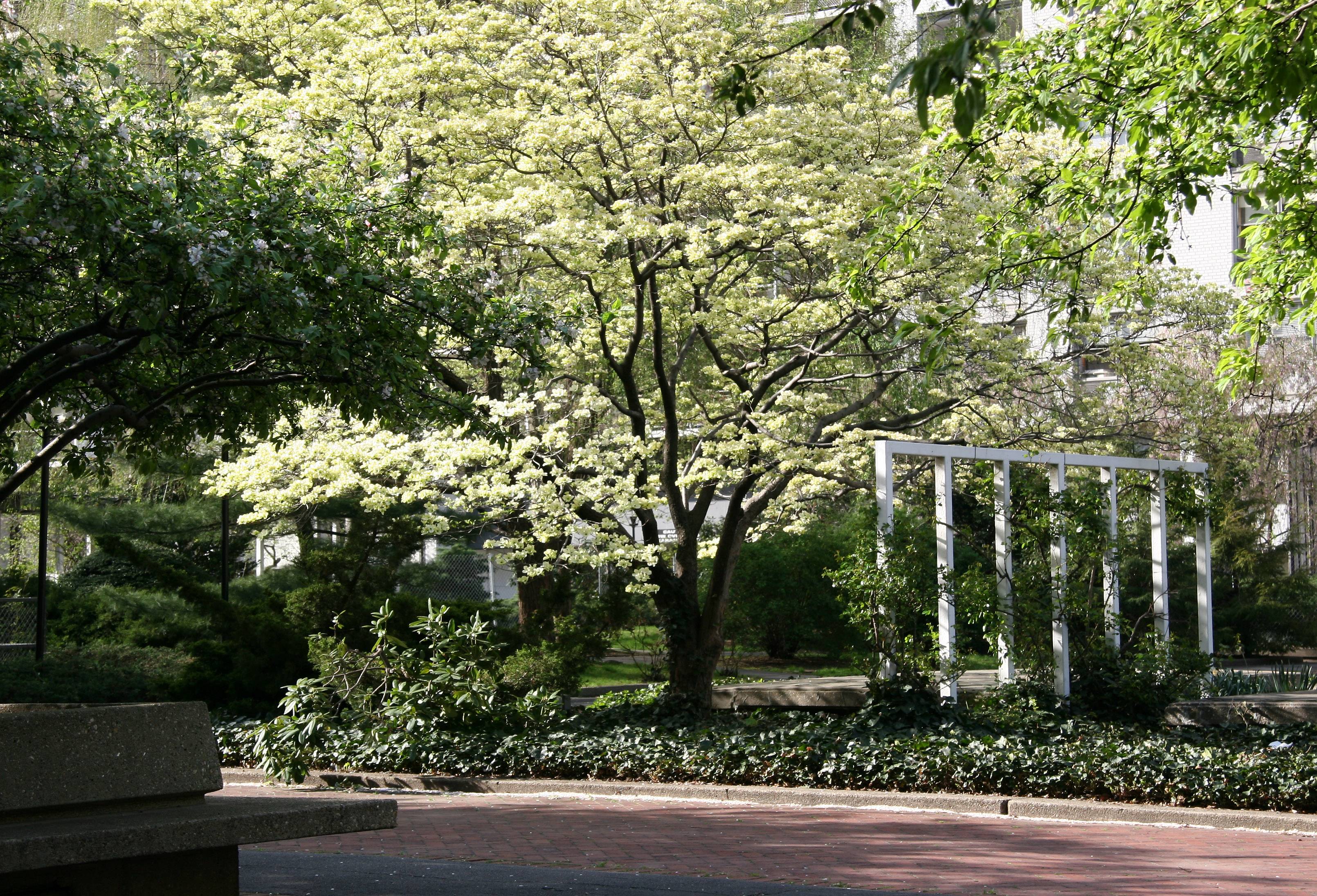 Dogwood Tree