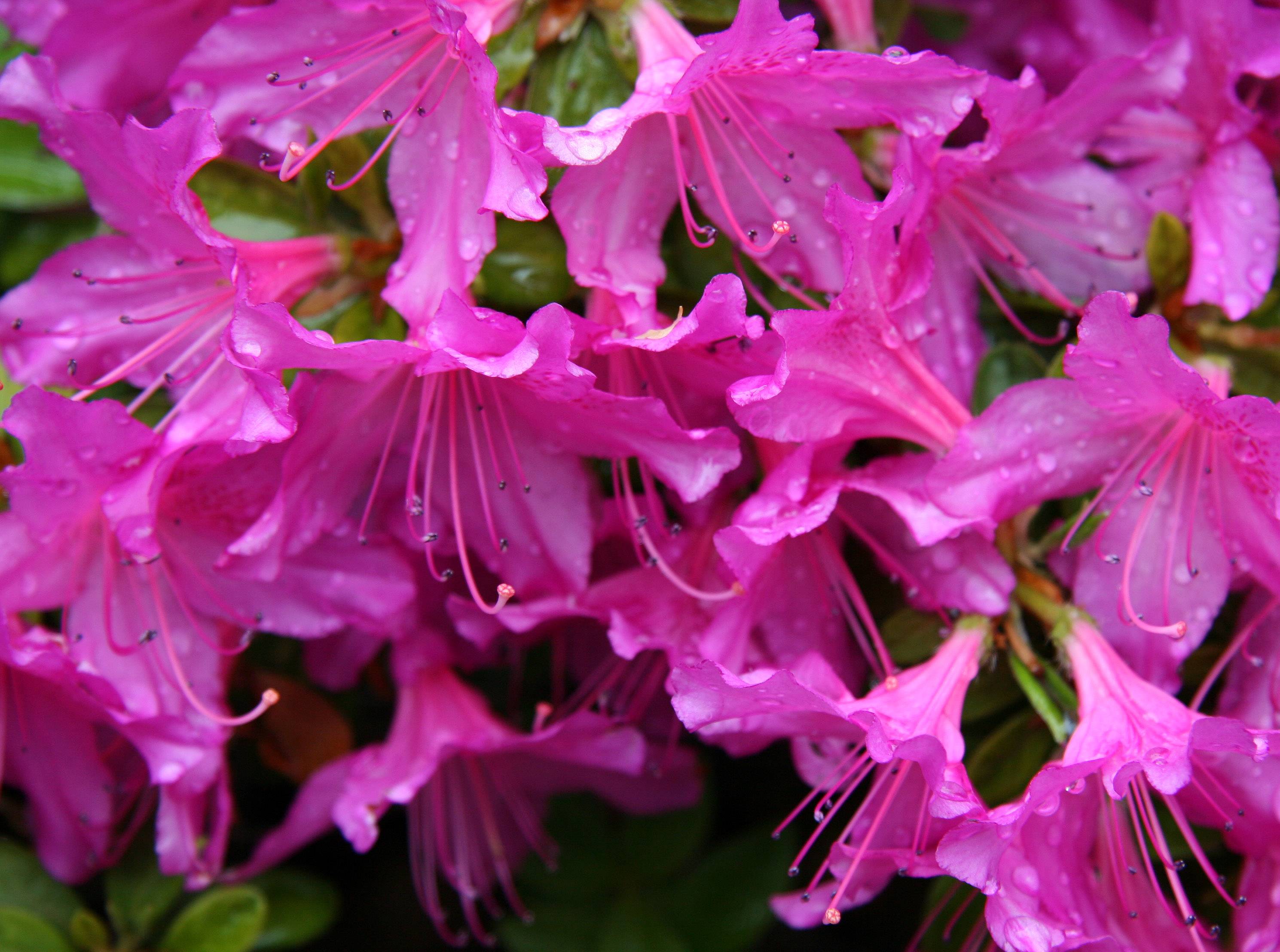 Azaleas