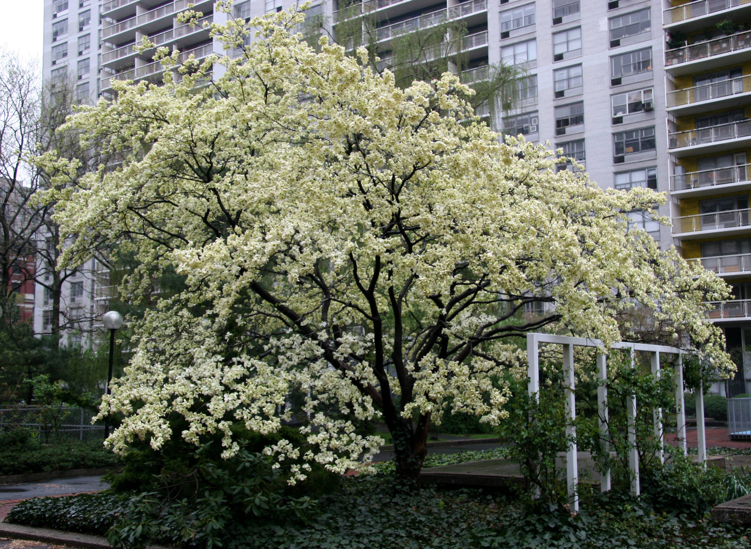 Dogwood  Tree Blossoms