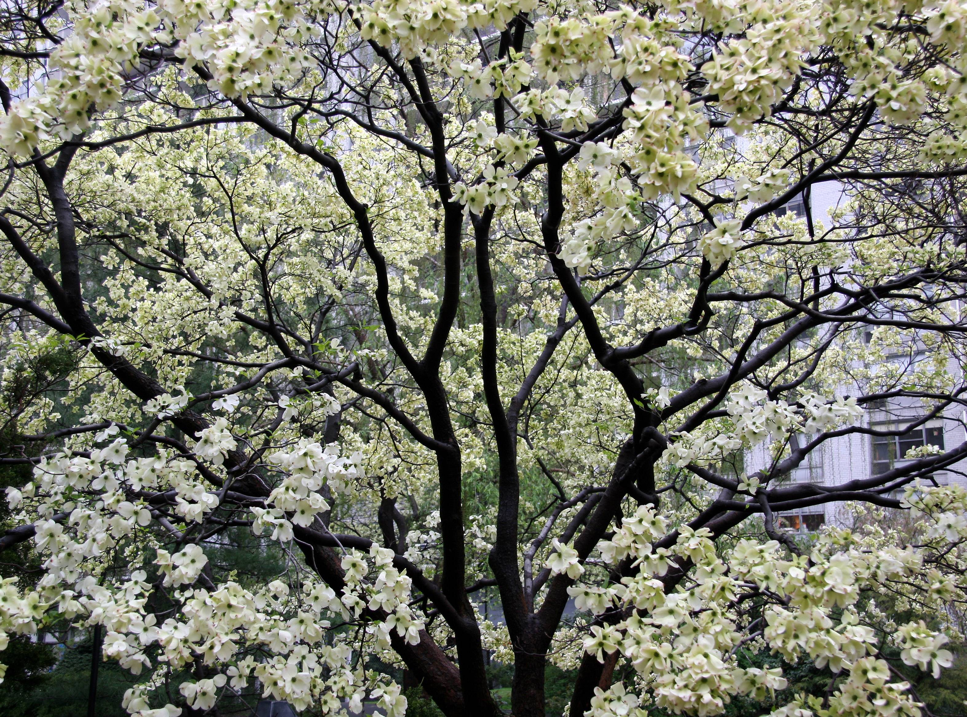 Dogwood  Tree Blossoms