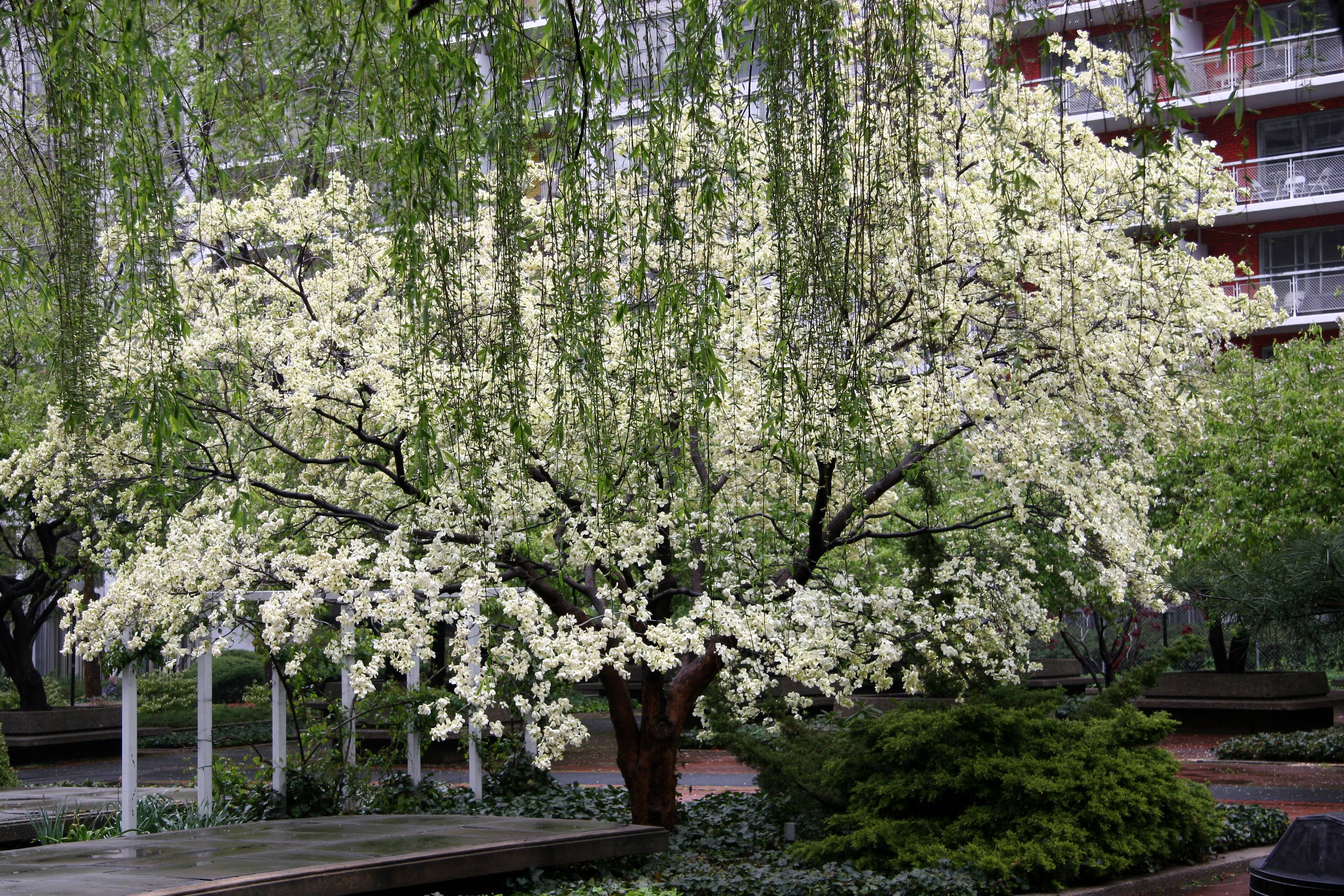 Dogwood  Tree & Willow Tree Branchs