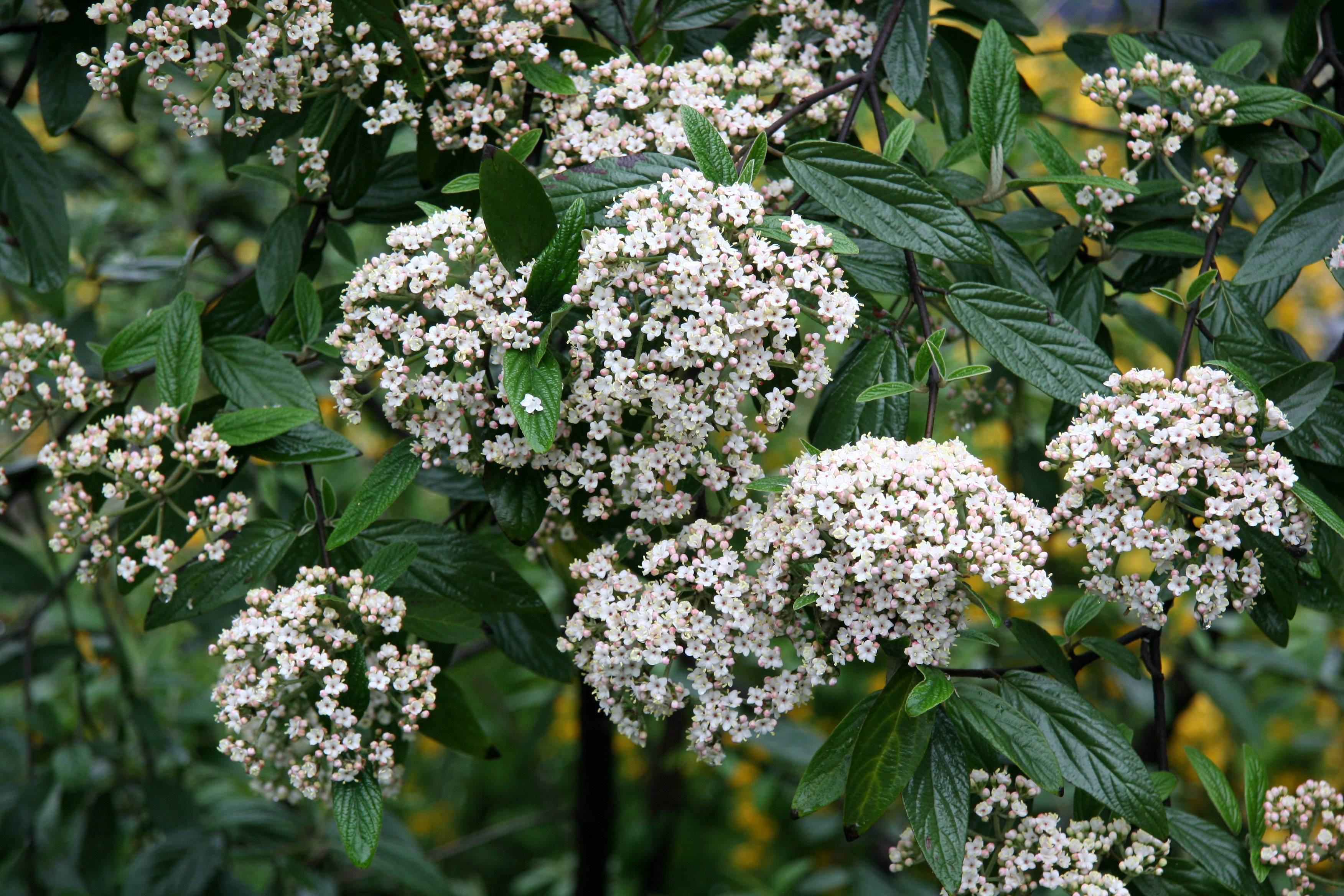 Viburnum Bush Blossoms