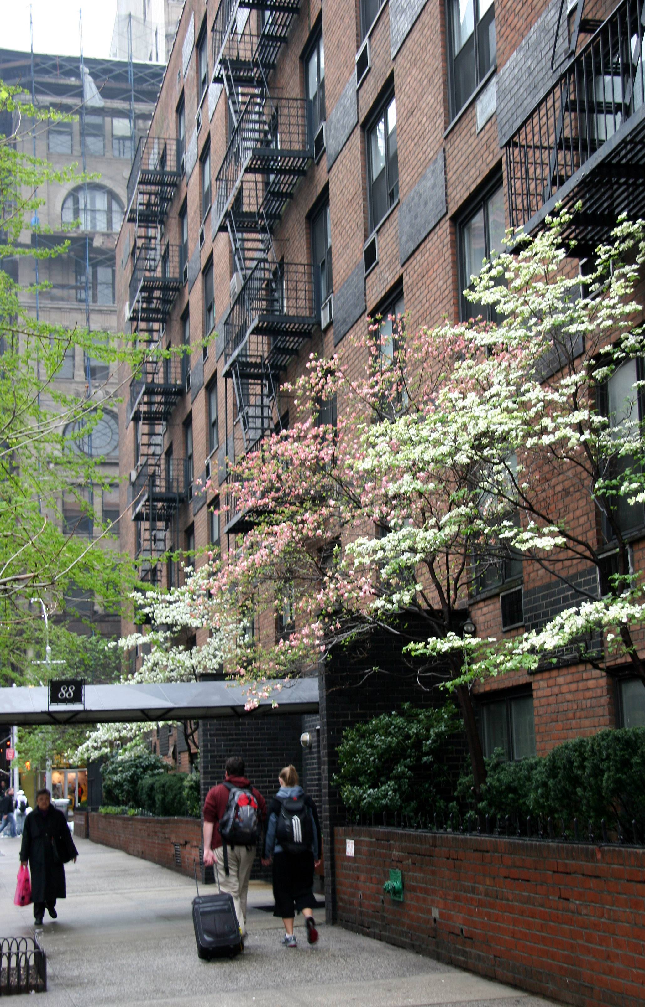 Blossoming Dogwood
