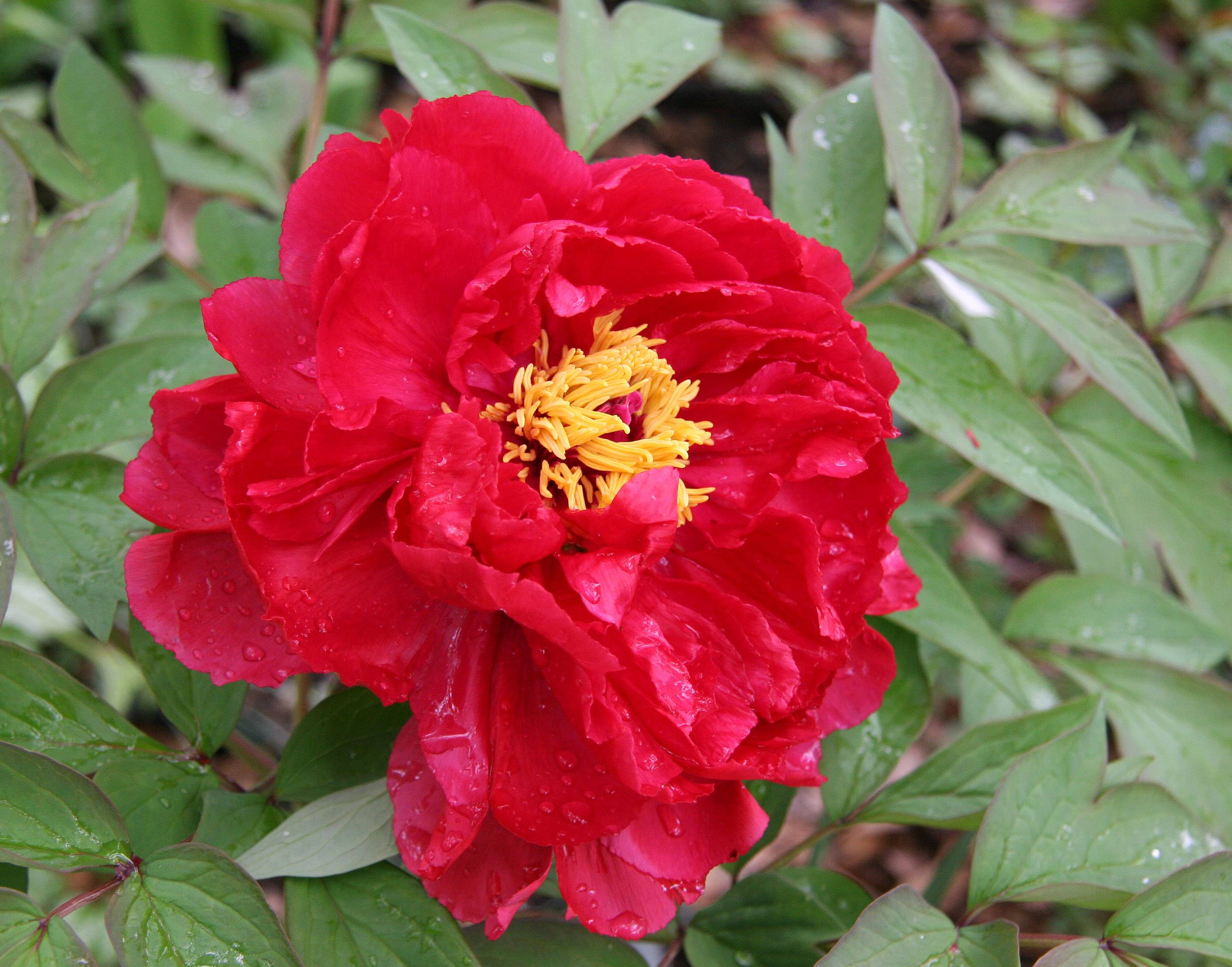Red Peony
