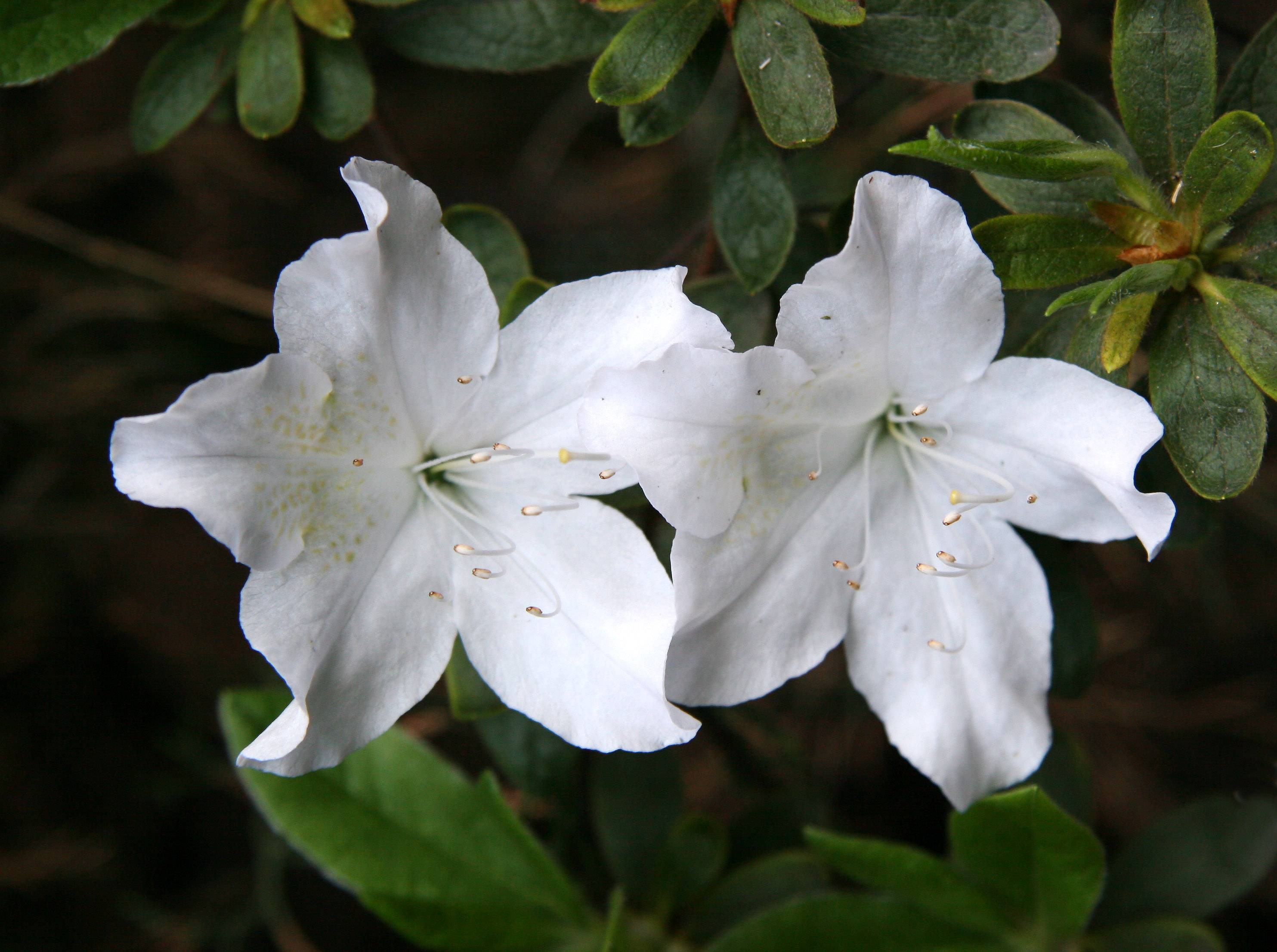 Azalea