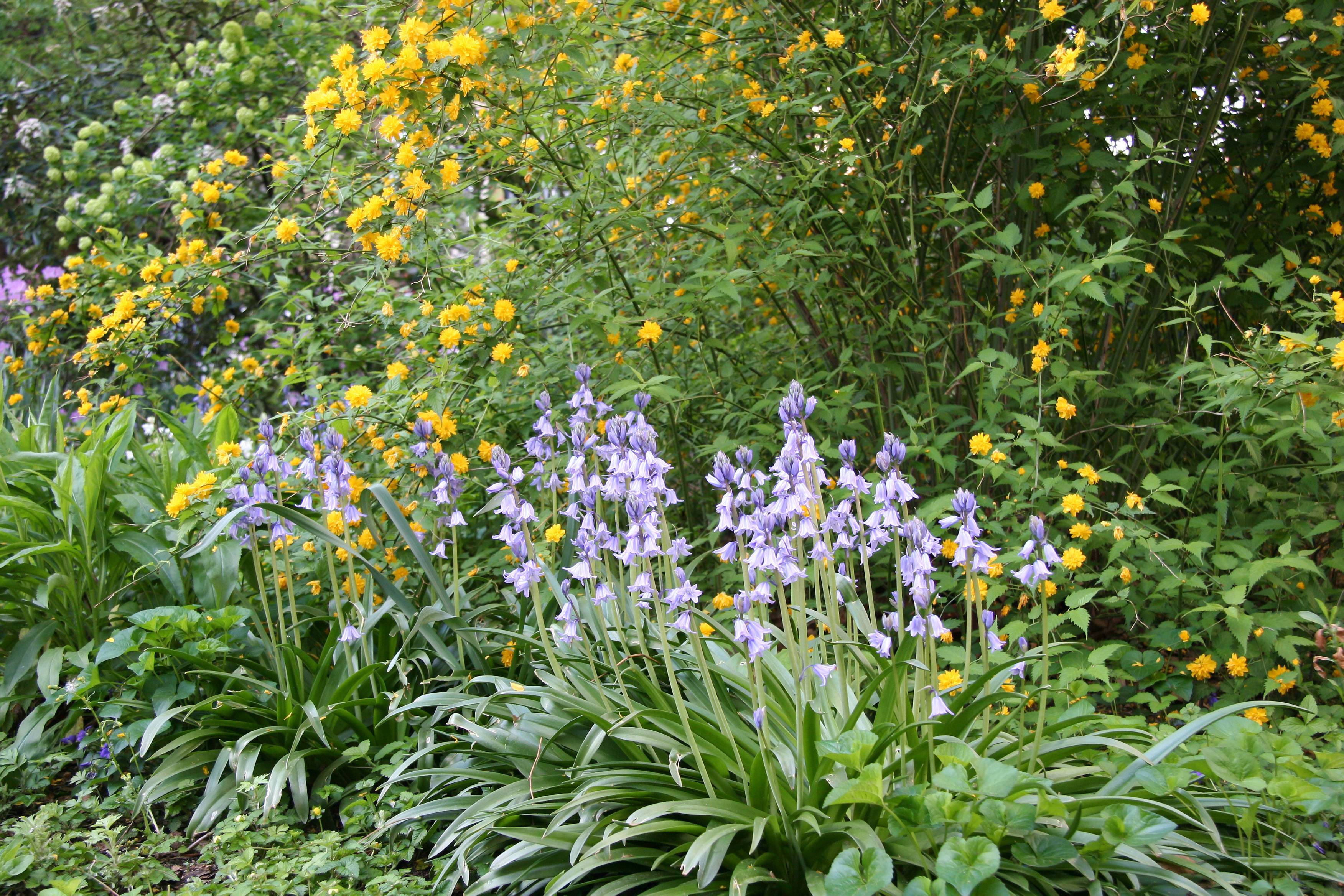 Bluebells & Kerria Bush
