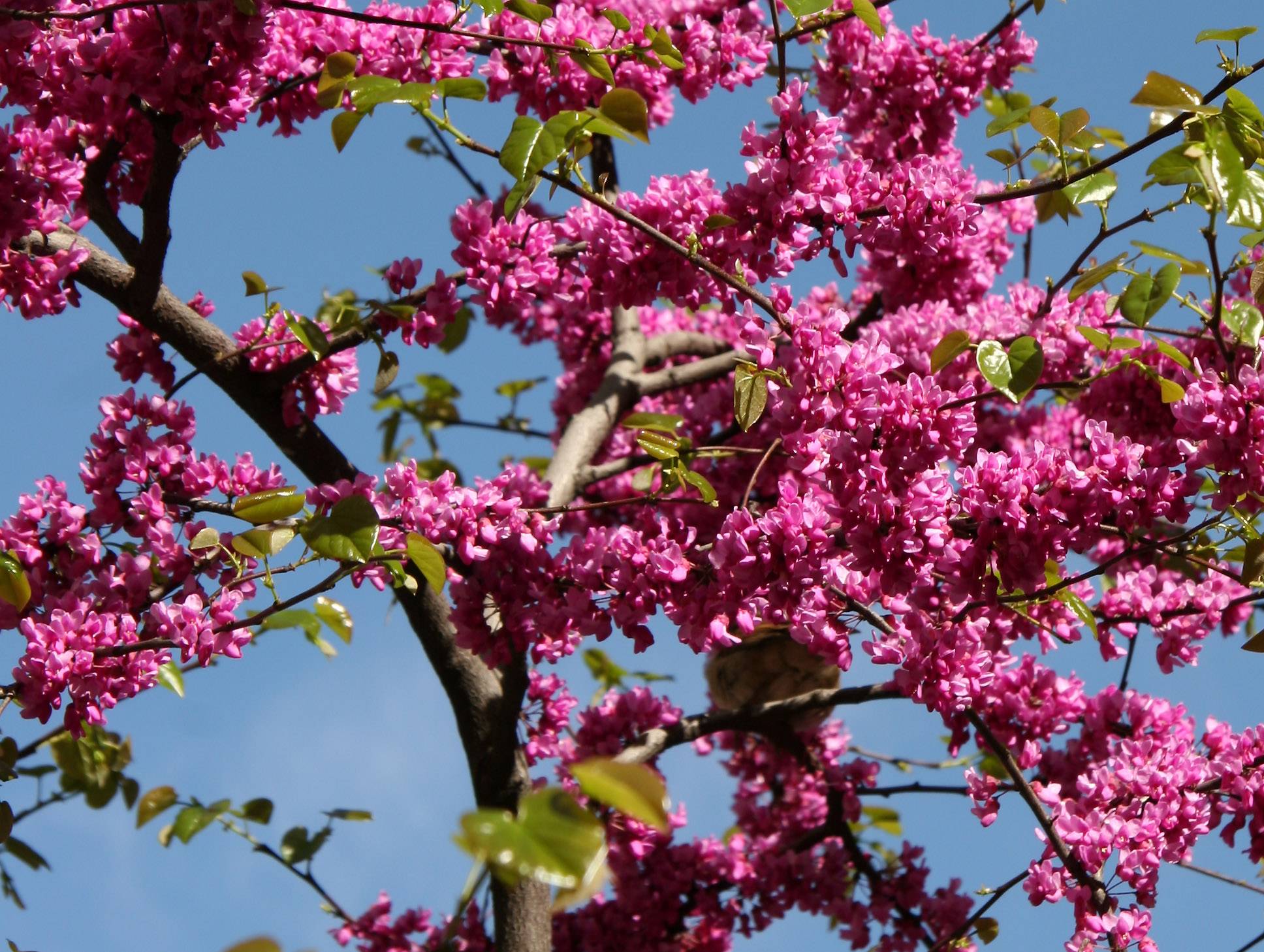 Cercis Tree Blossoms