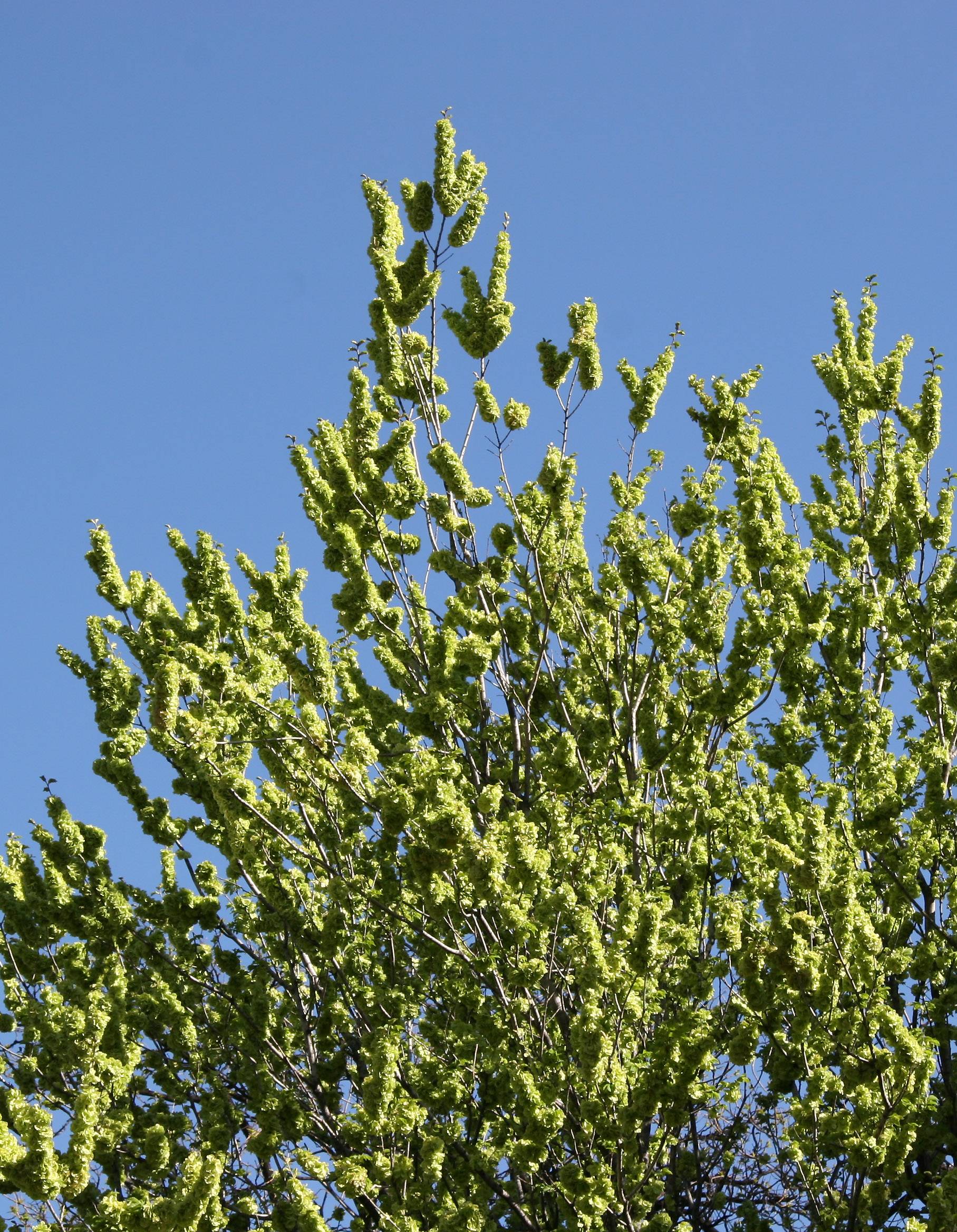 Elm Tree New Foliage