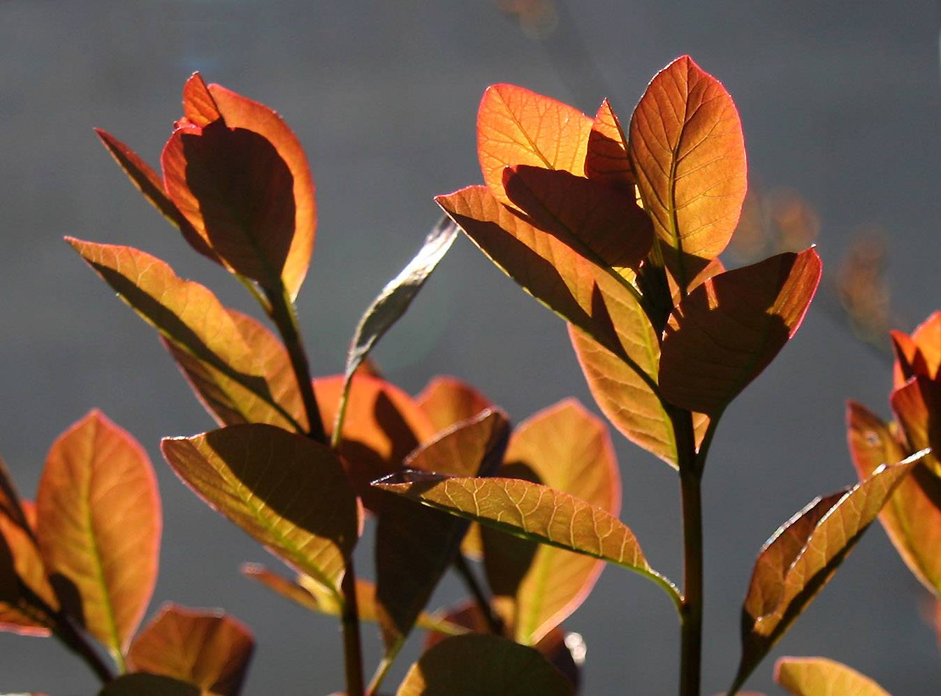 Smoke Tree New Foliage