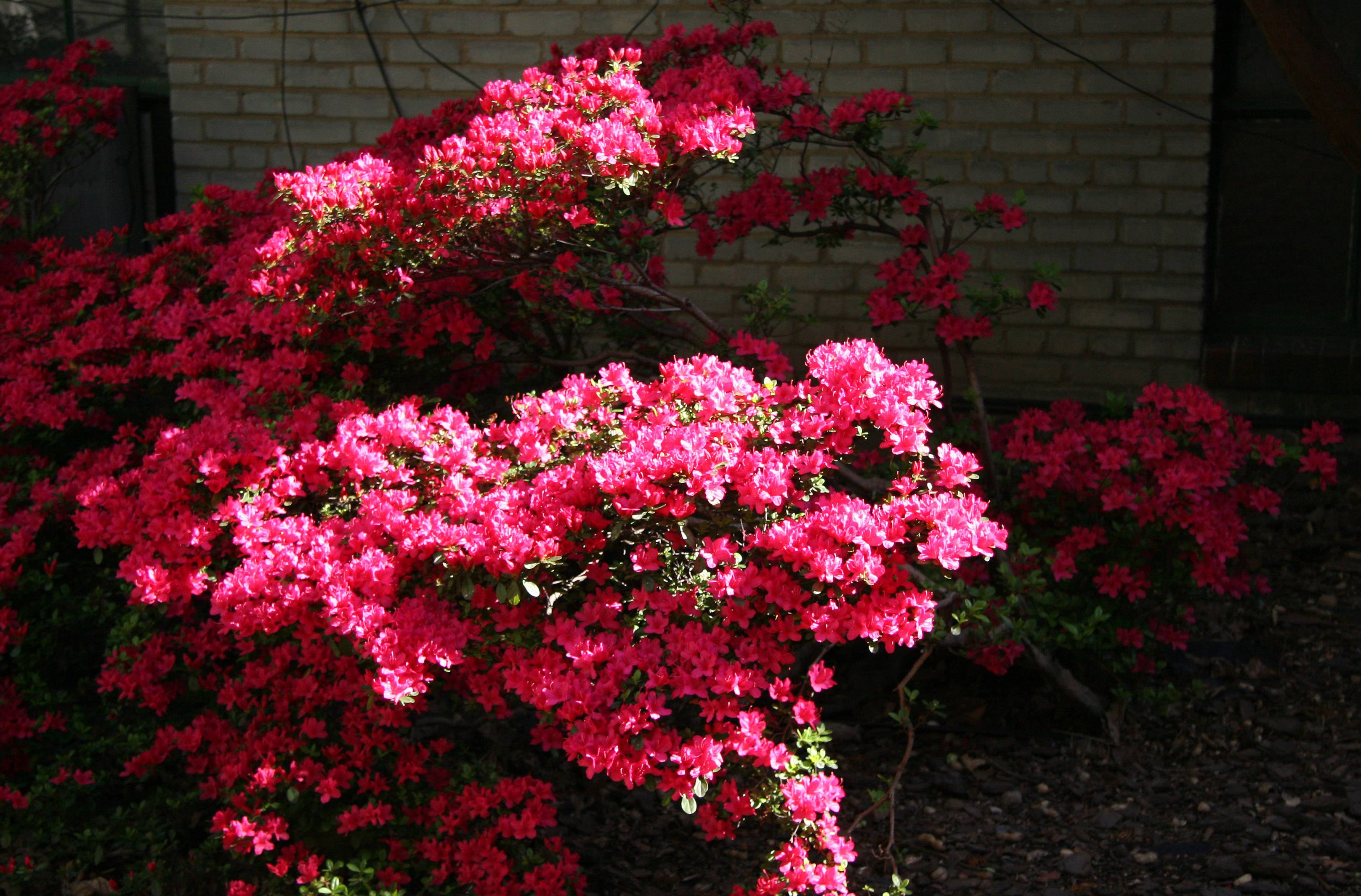 Azaleas