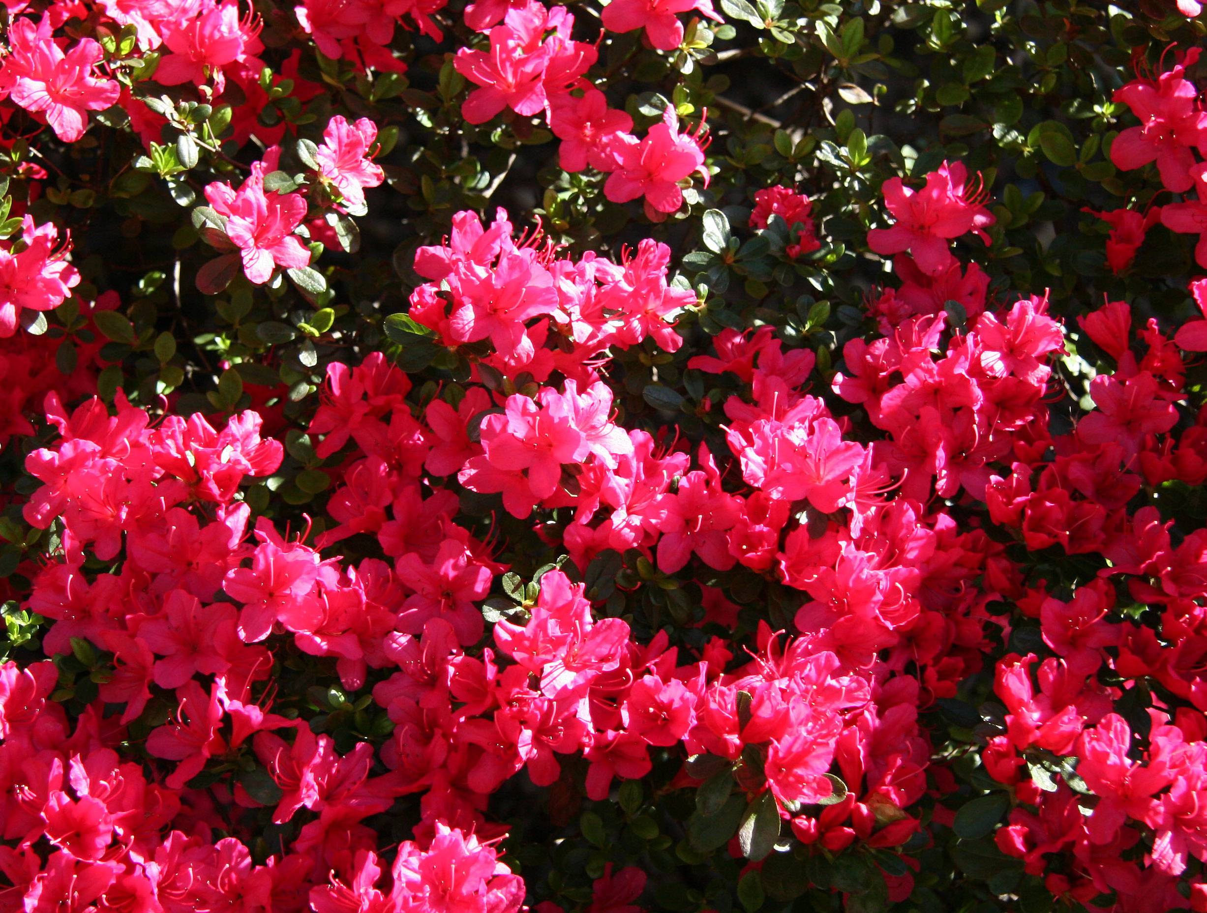 Azaleas