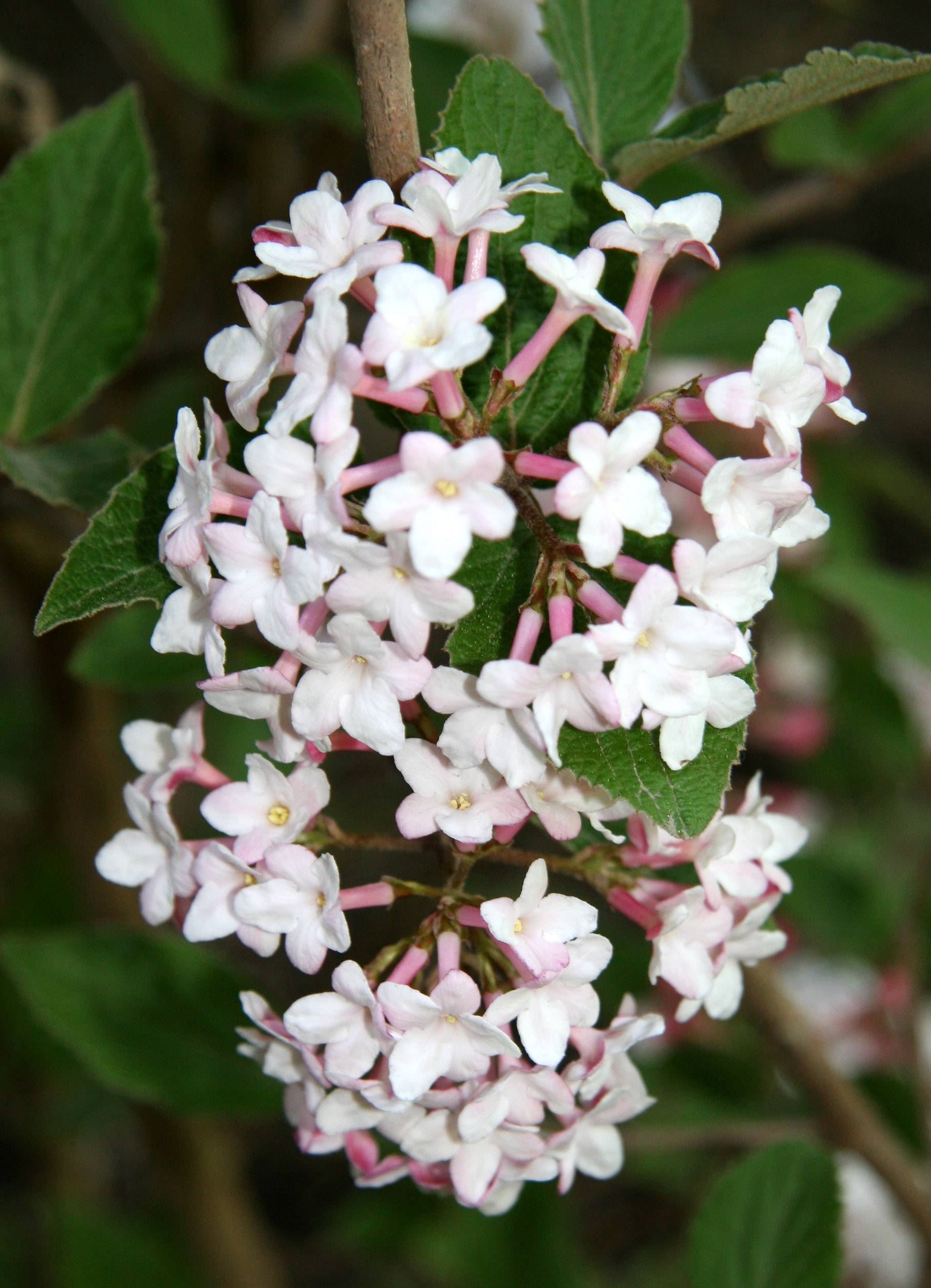 Viburnum