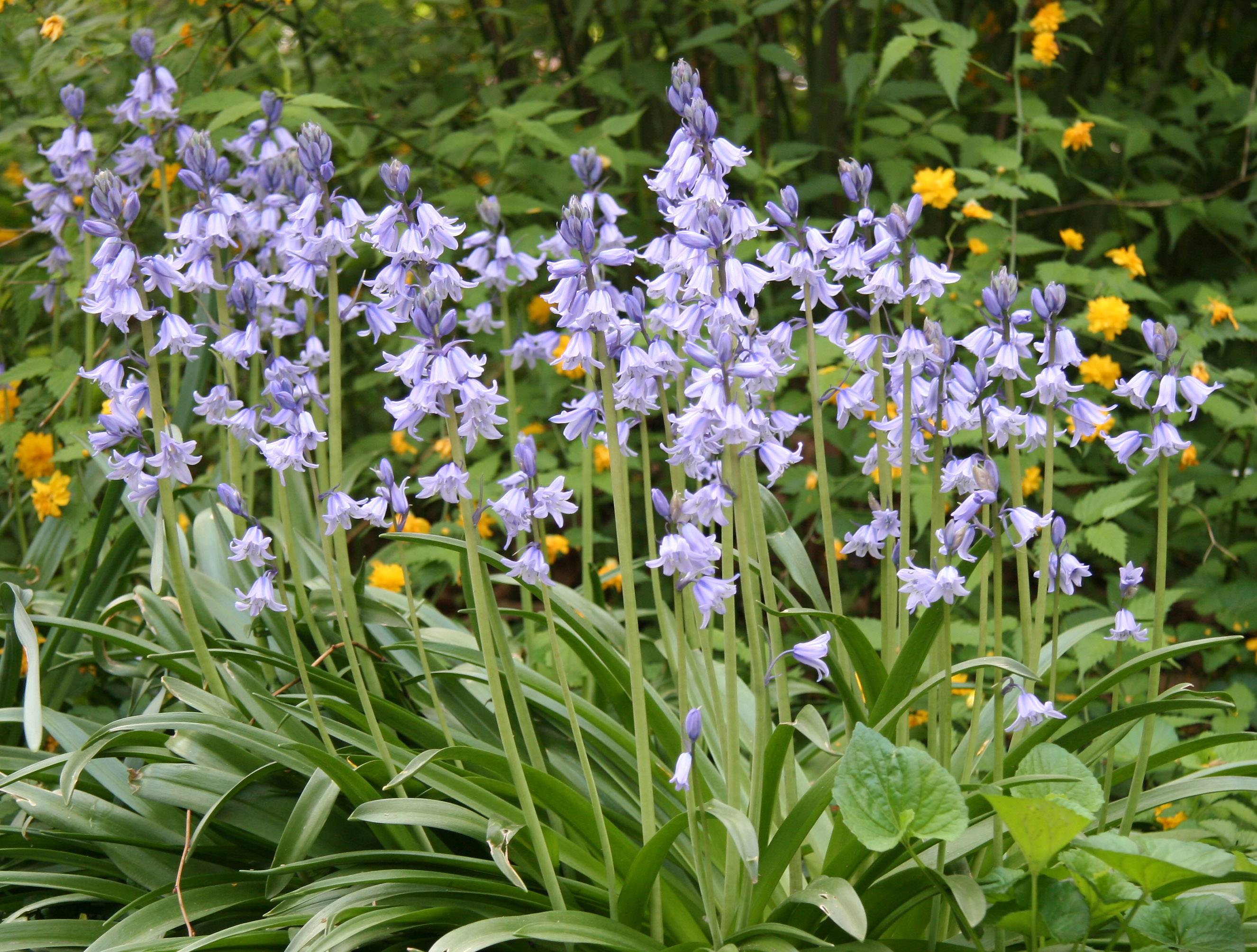 Bluebells & Kerria Bush