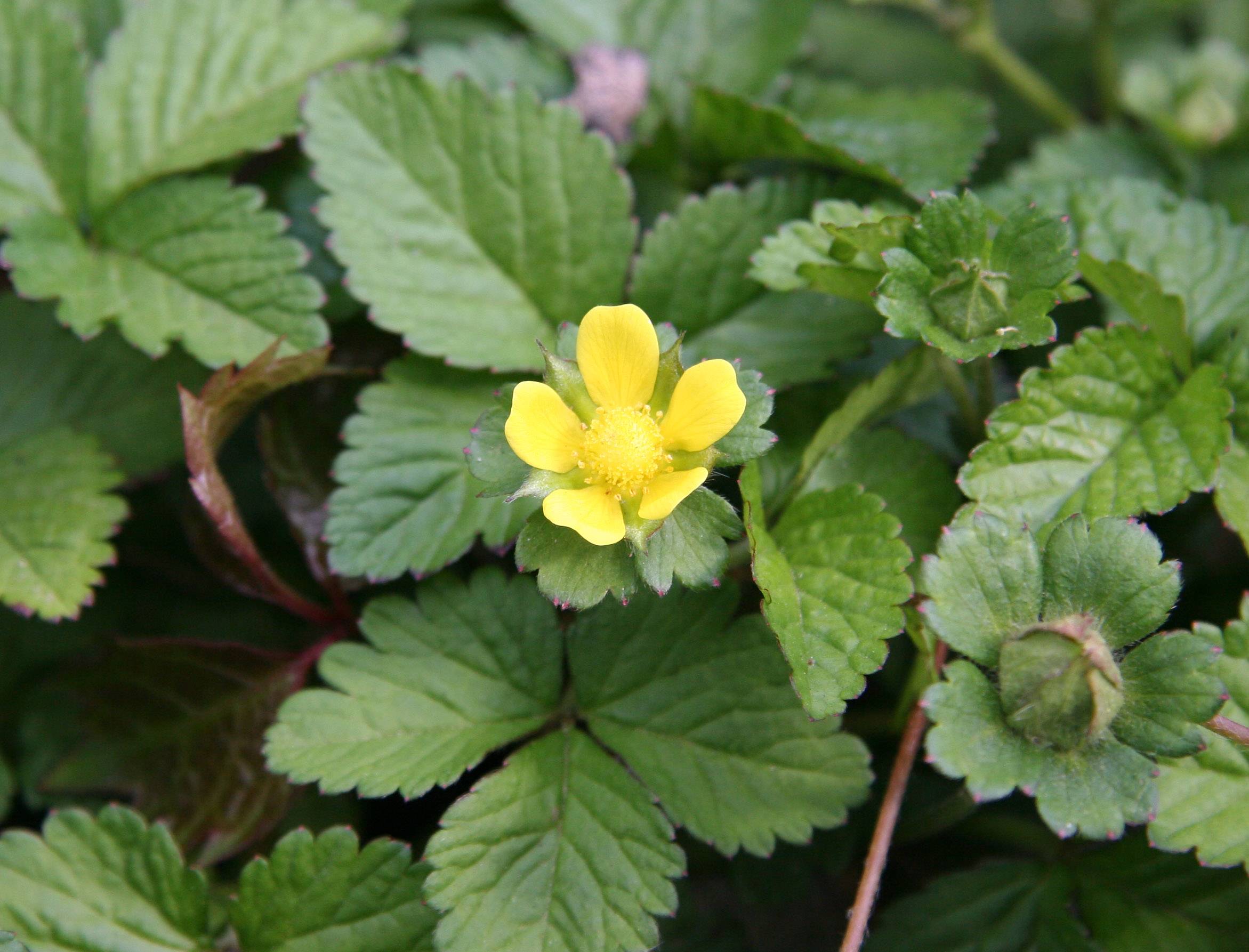 Duchesnea indica Indian Strawberry