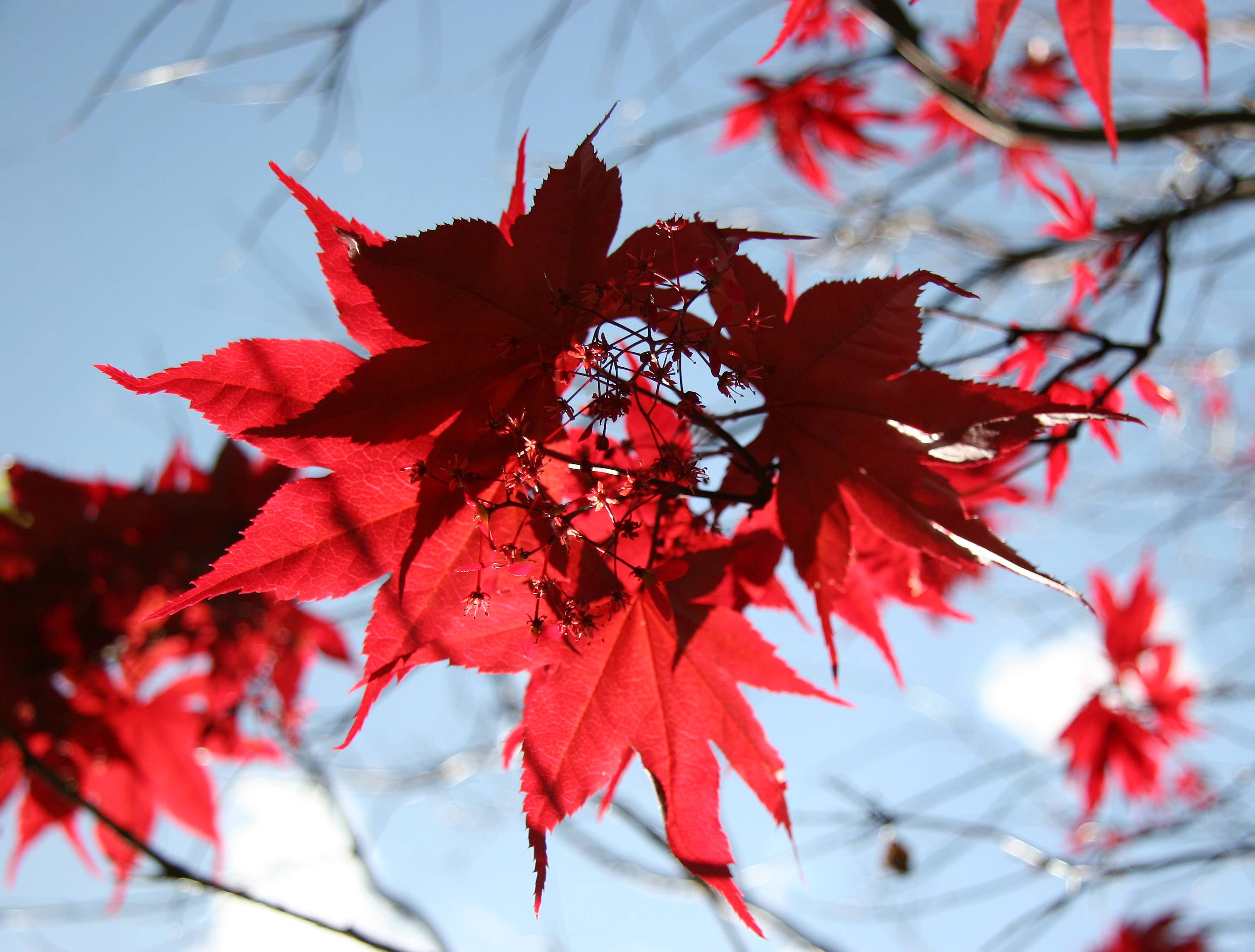 Japanese Red Leafed Maple