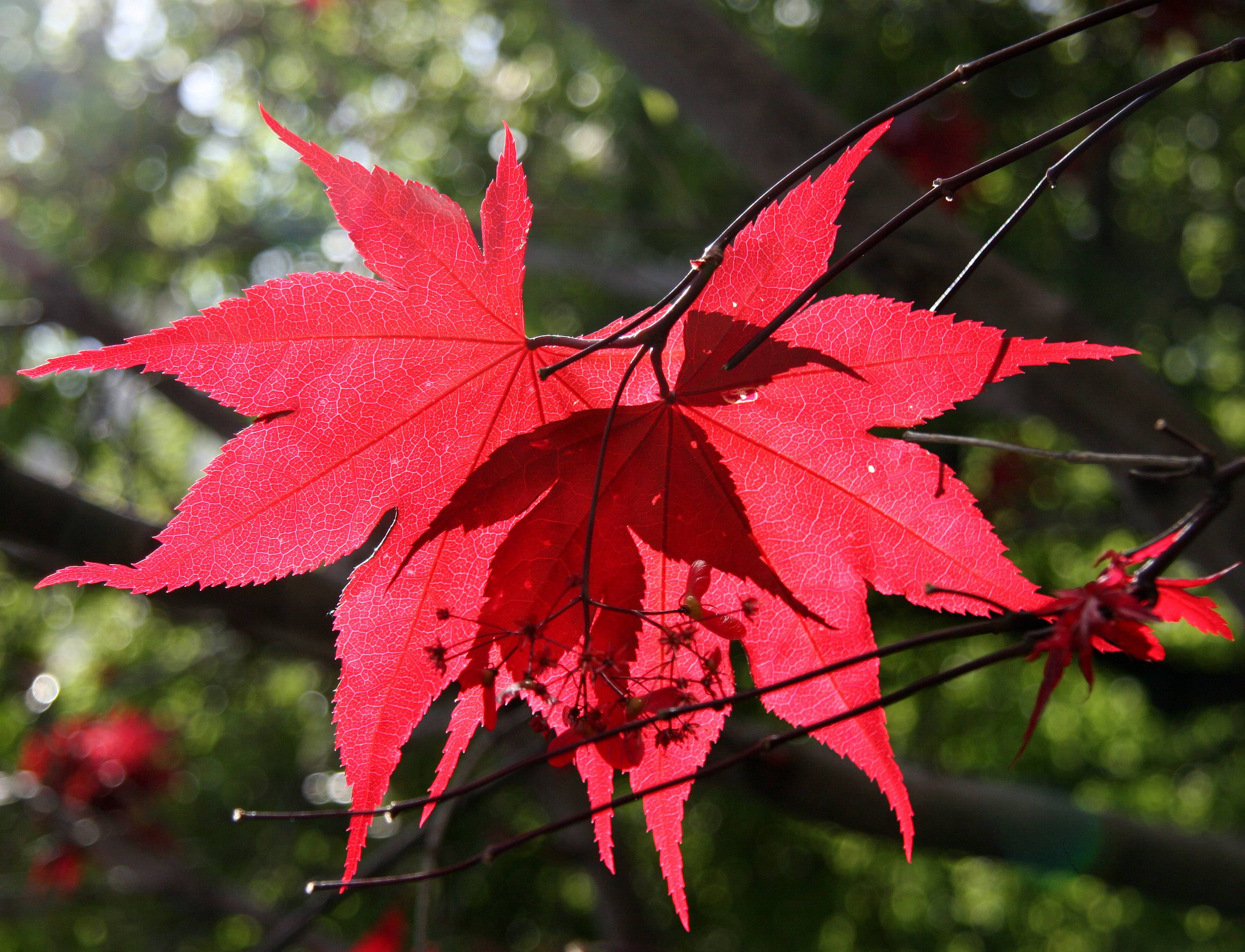 Japanese Red Leafed Maple