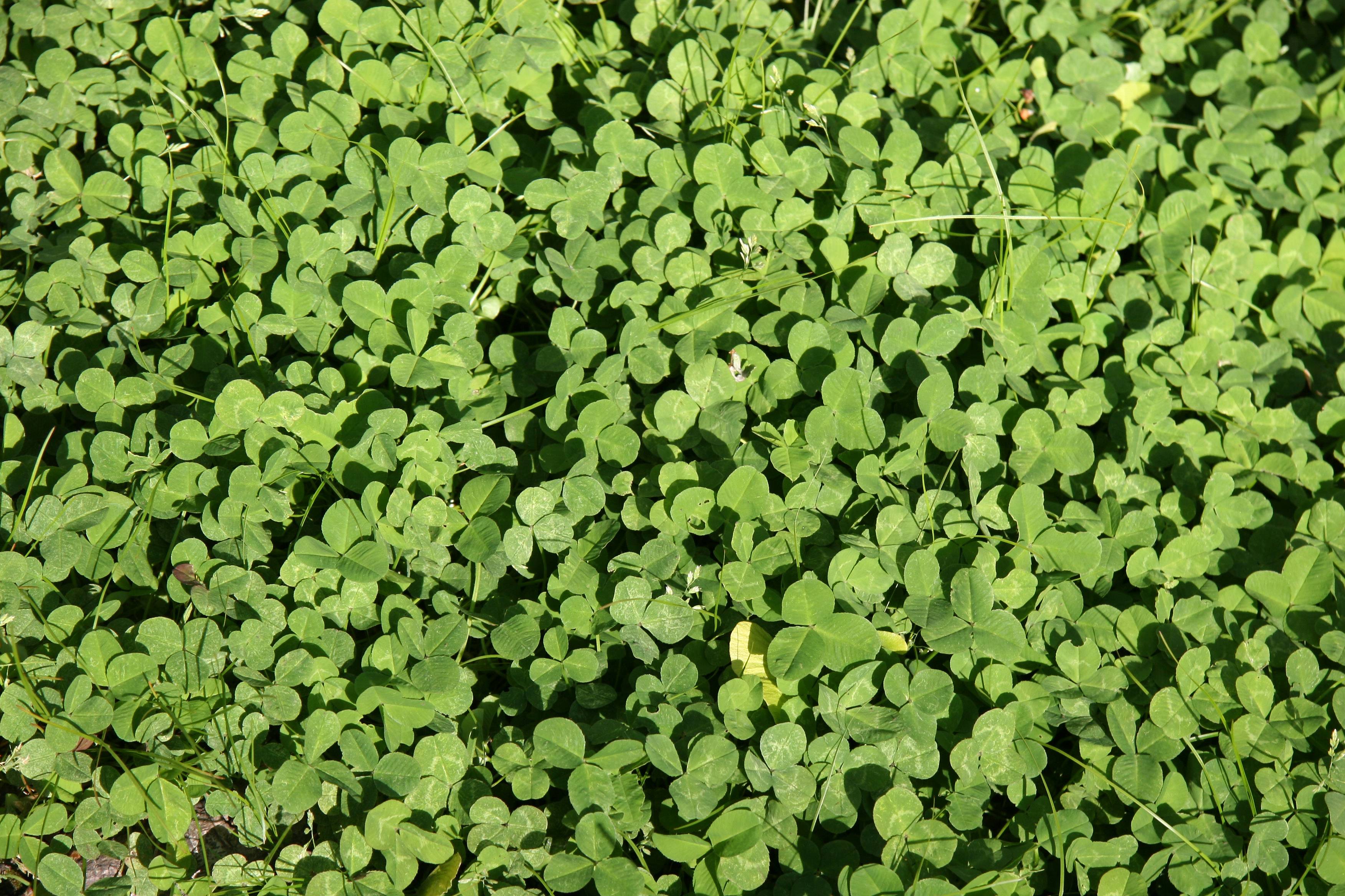 Clover