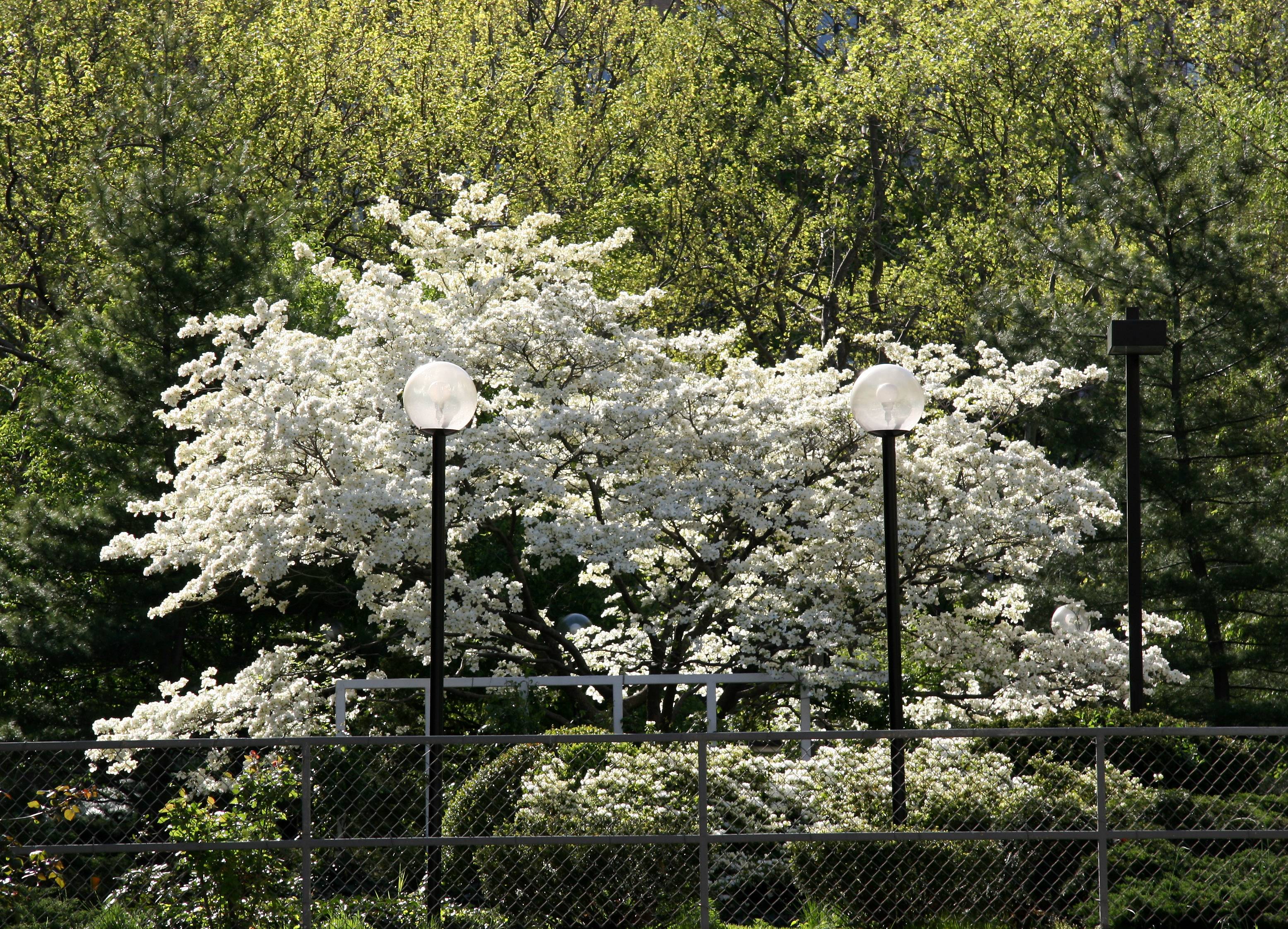 Dogwood & Azalea