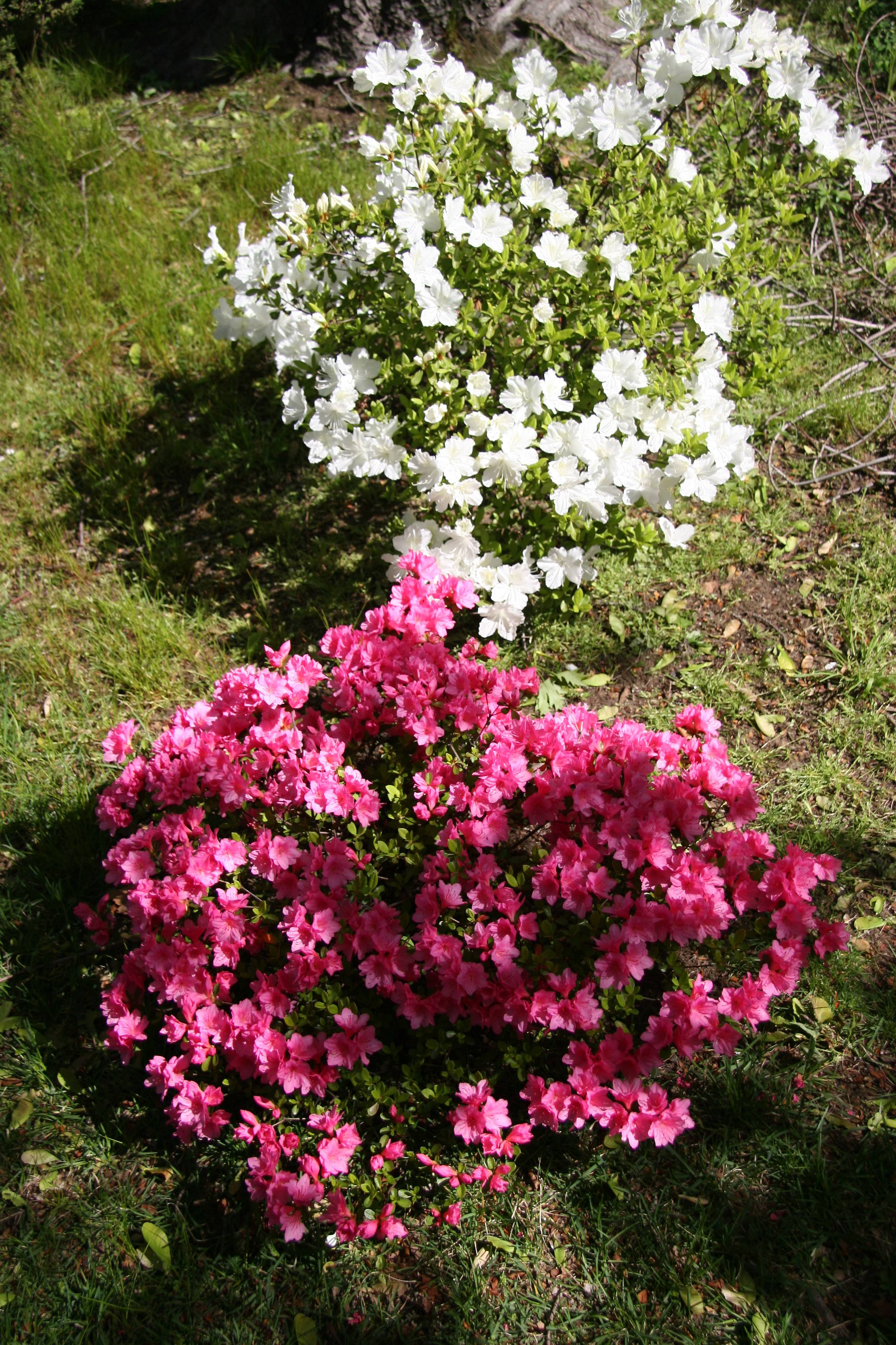 Azalea