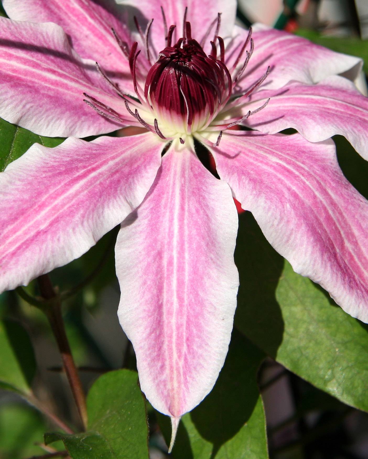 Clematis