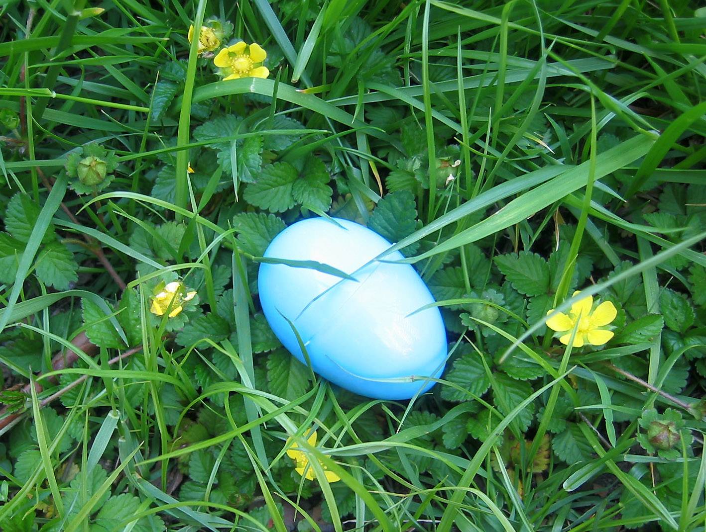 Leftover Easter Egg in a Nest of Buttercups