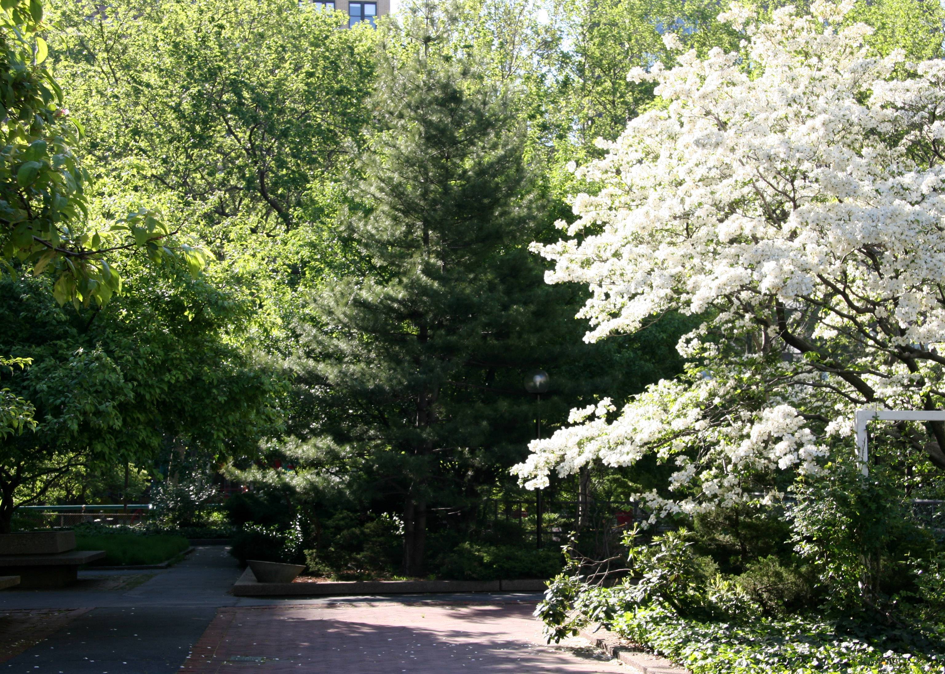 Crab Apple, Mulberry, Pine & Dogwood Trees