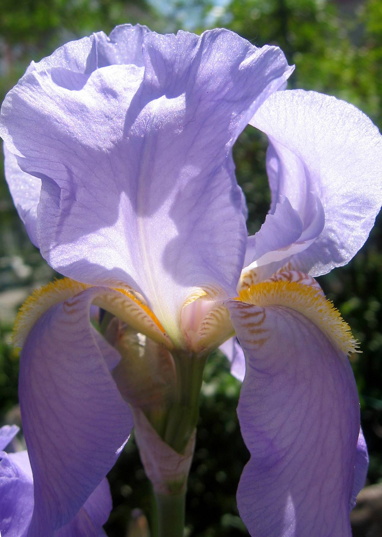 Iris