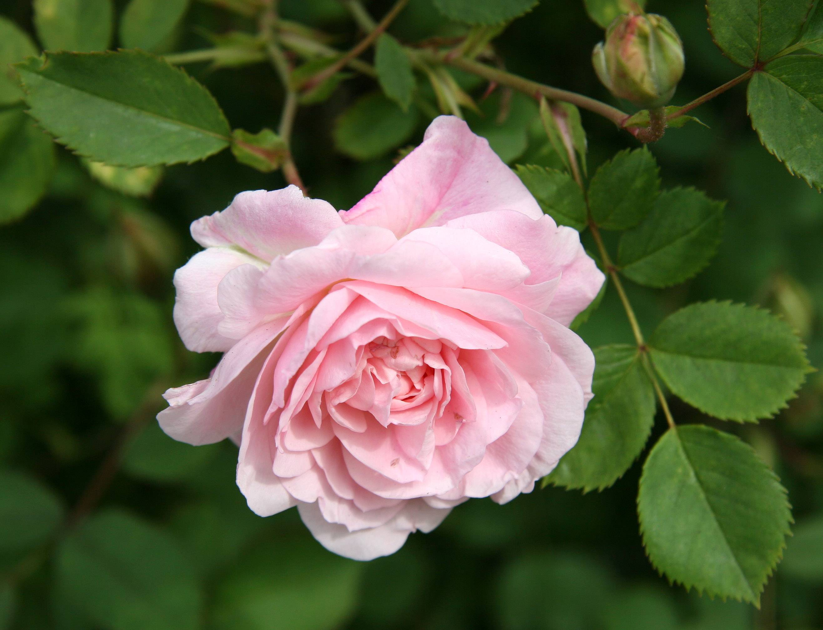 Rosa Morden Blush