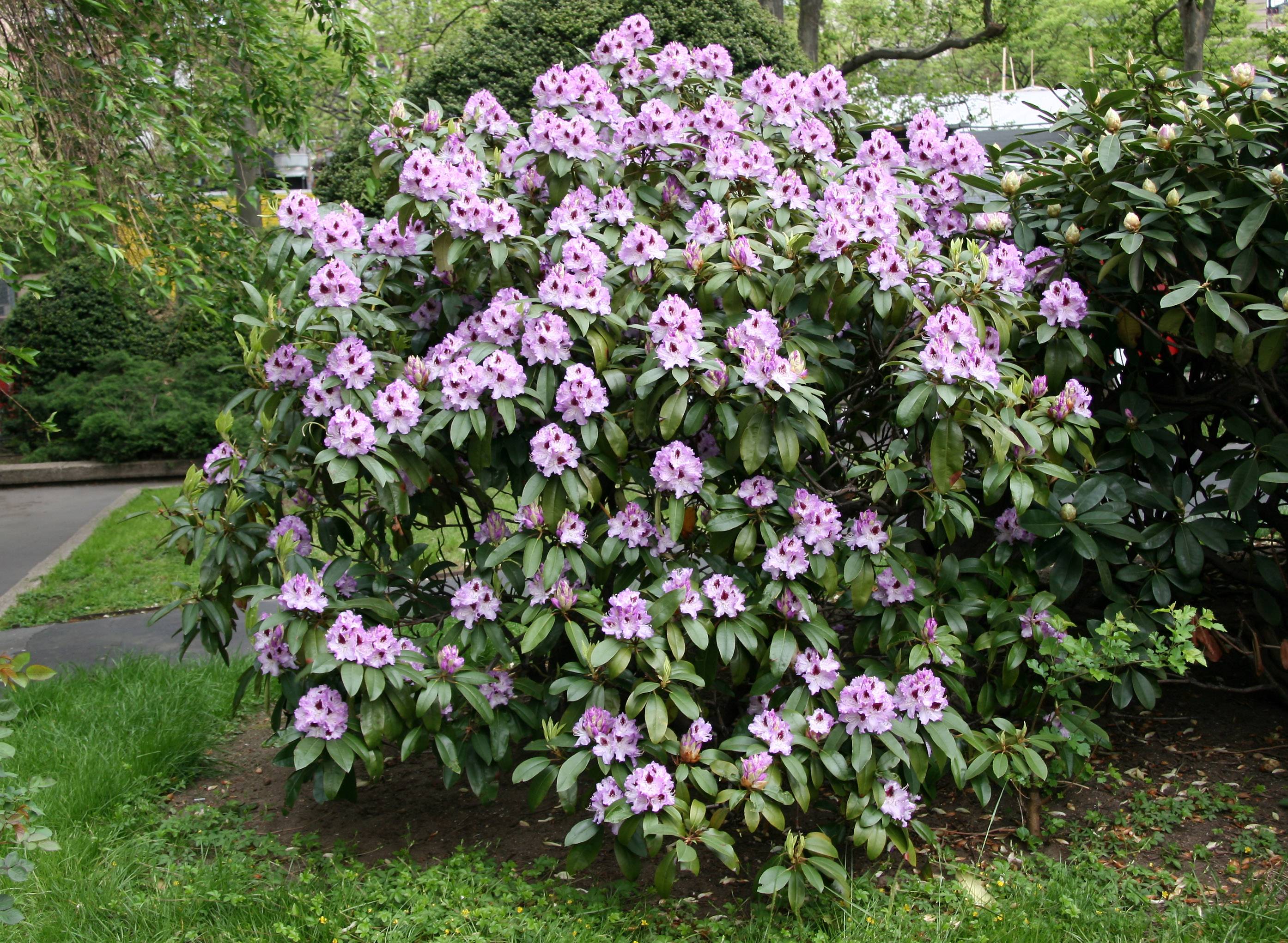 Rhododendron