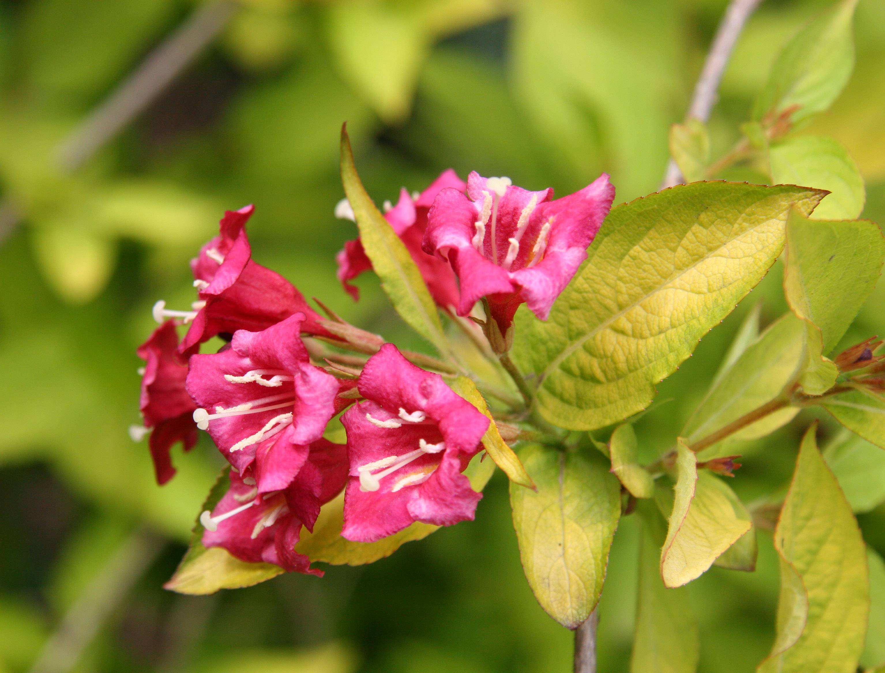 Weigela Blossoms