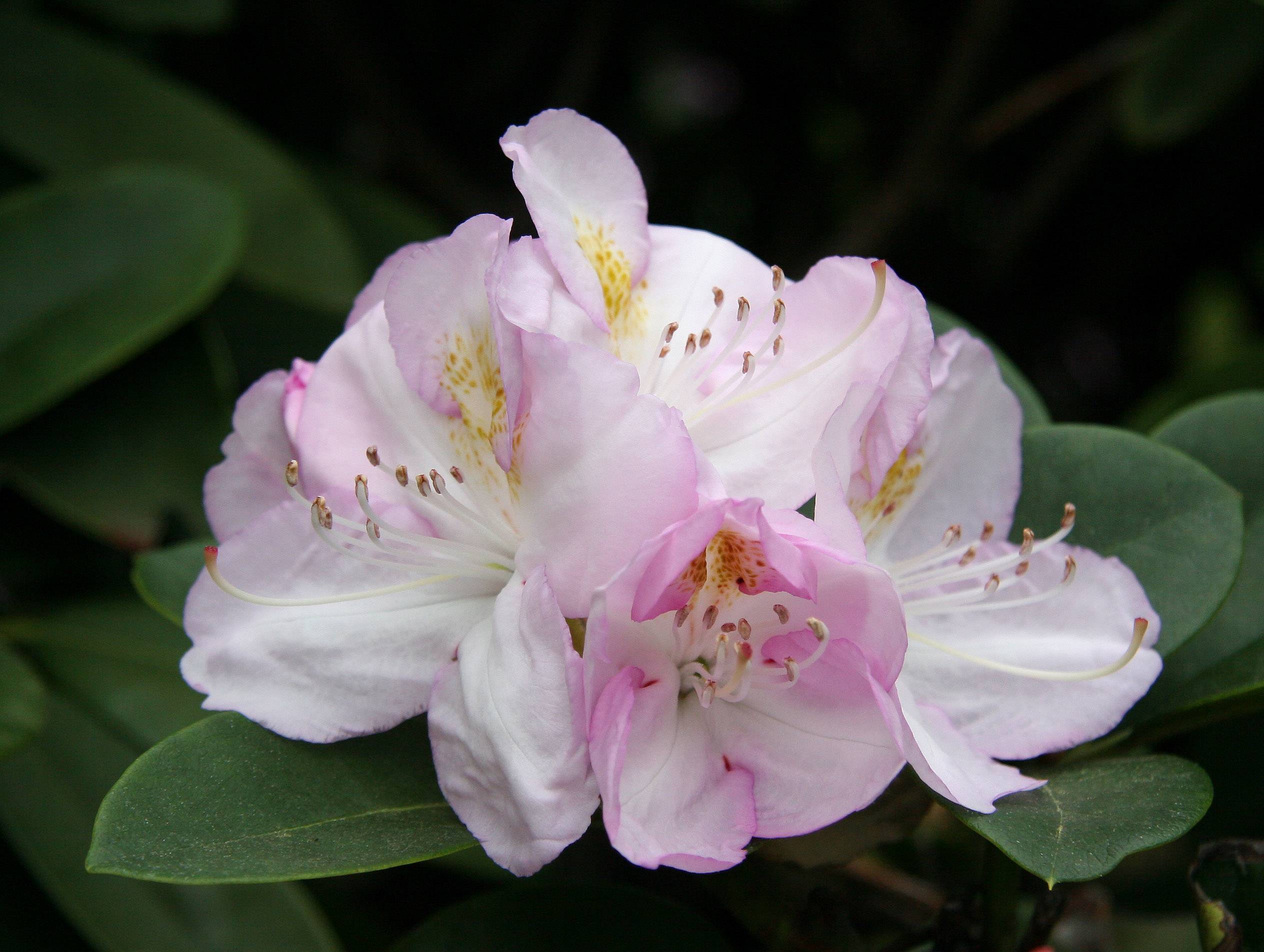 Rhododendron