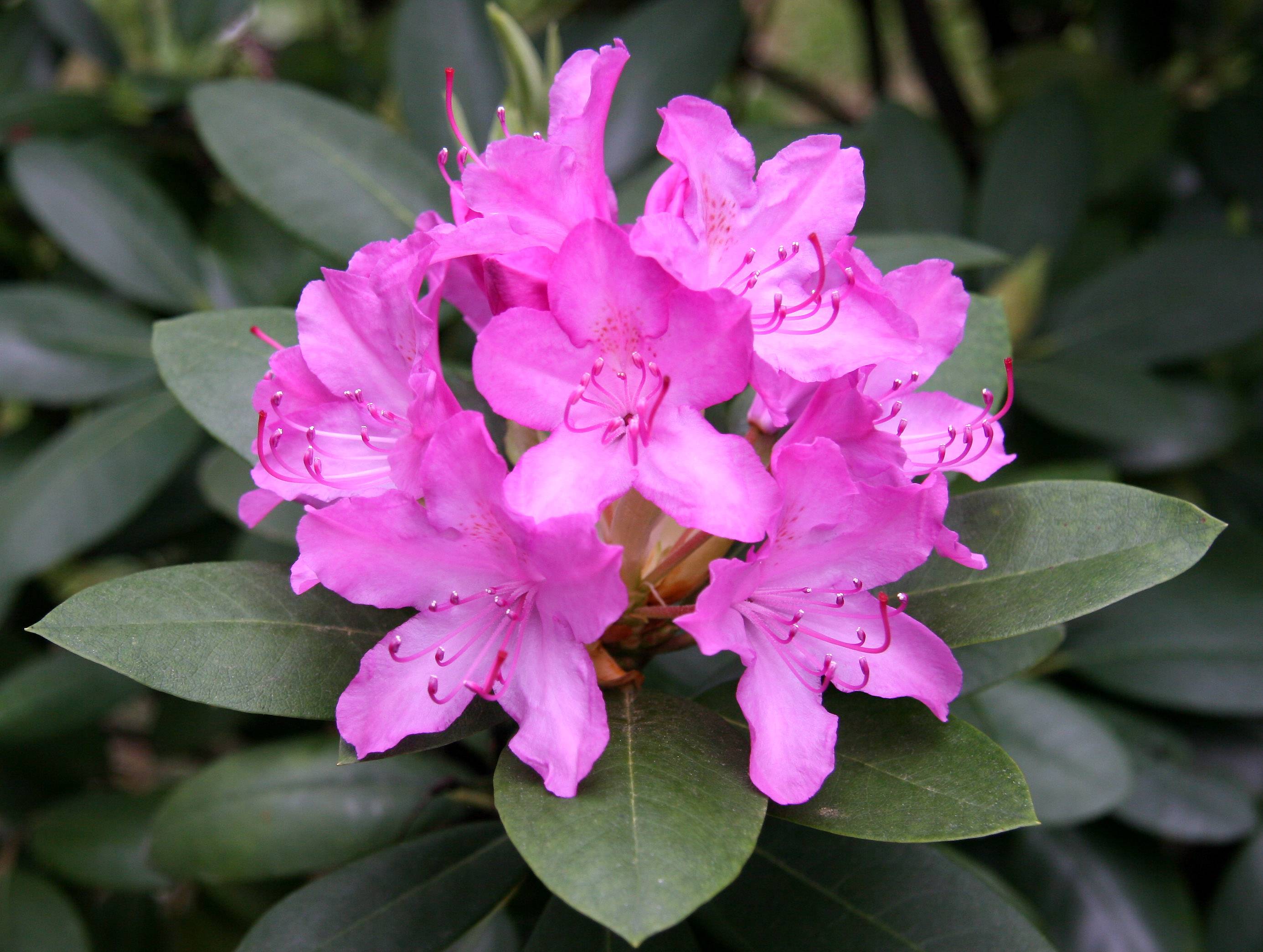 Rhododendron