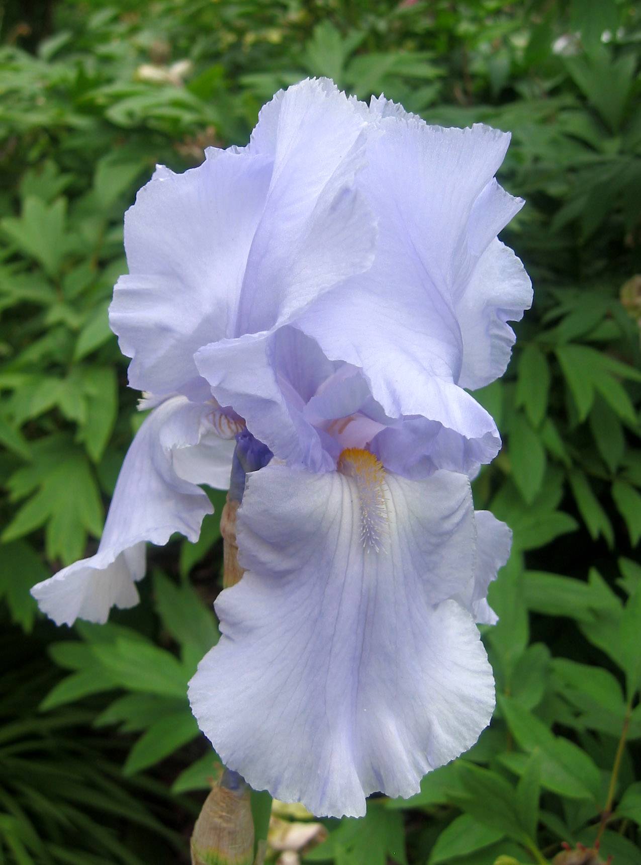 Iris